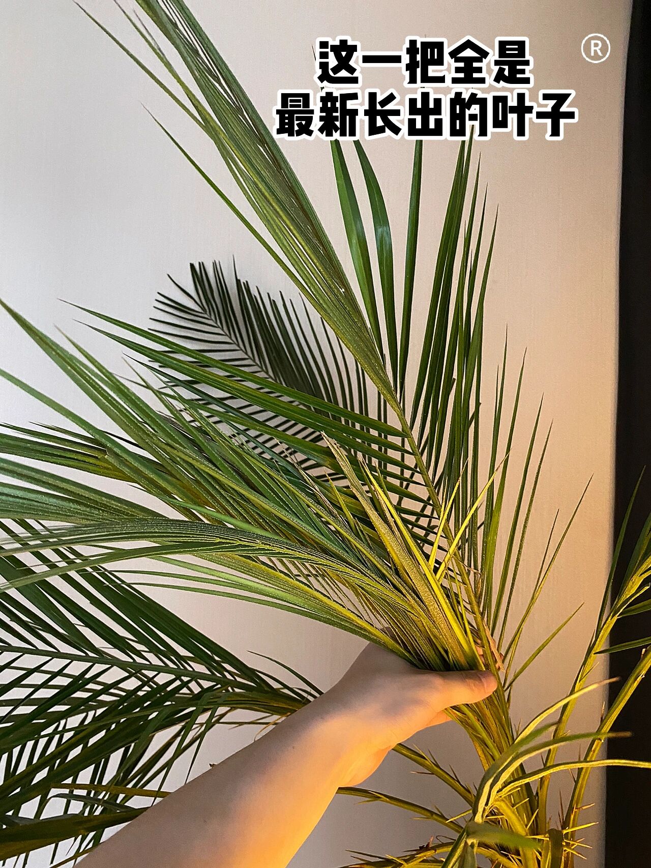 我还是花了二百多买了颗2m多的针葵 结果1个月不到就有七八根新叶子