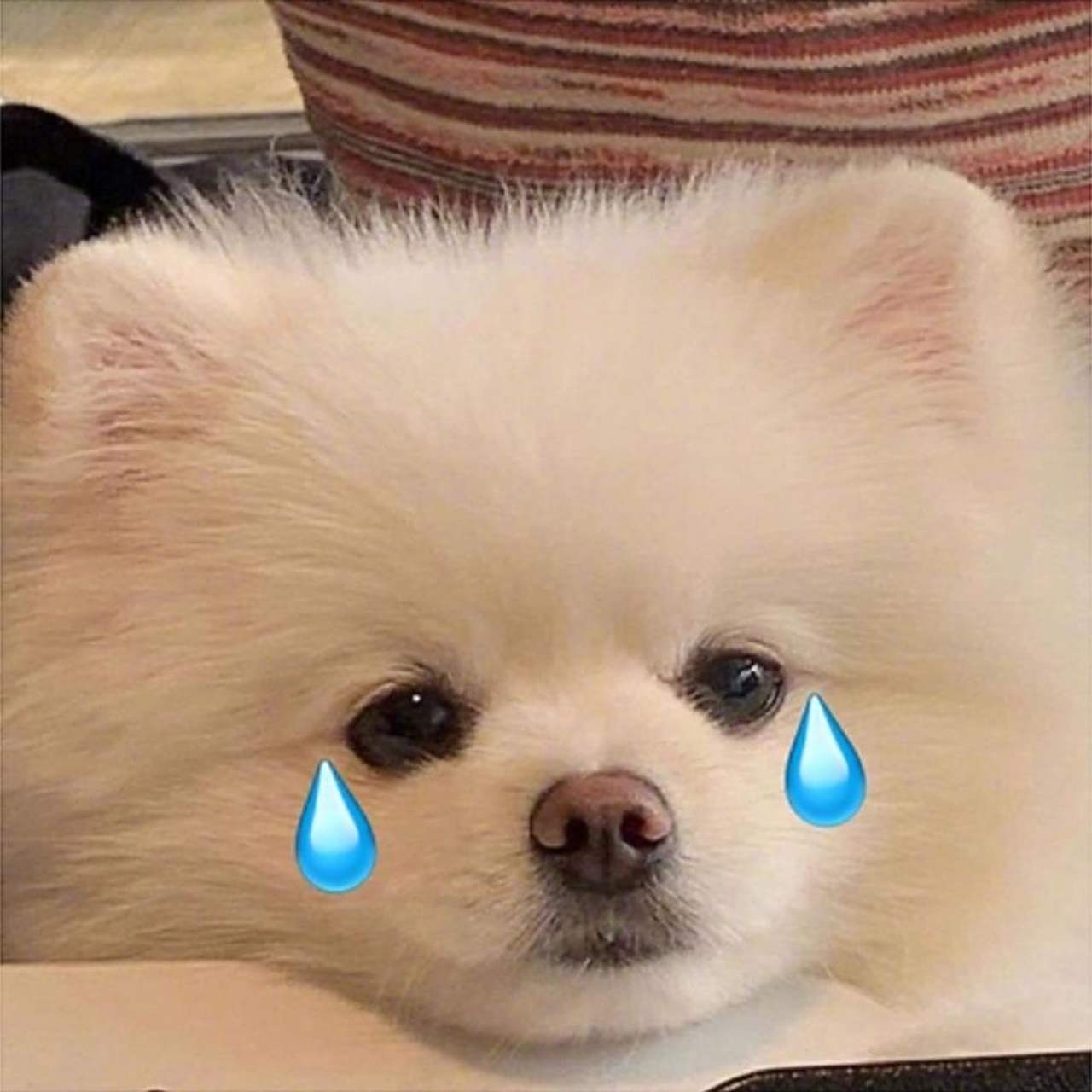 悲伤表情包 今天没有食物图,因为到现在还没吃饭 不会再快乐了