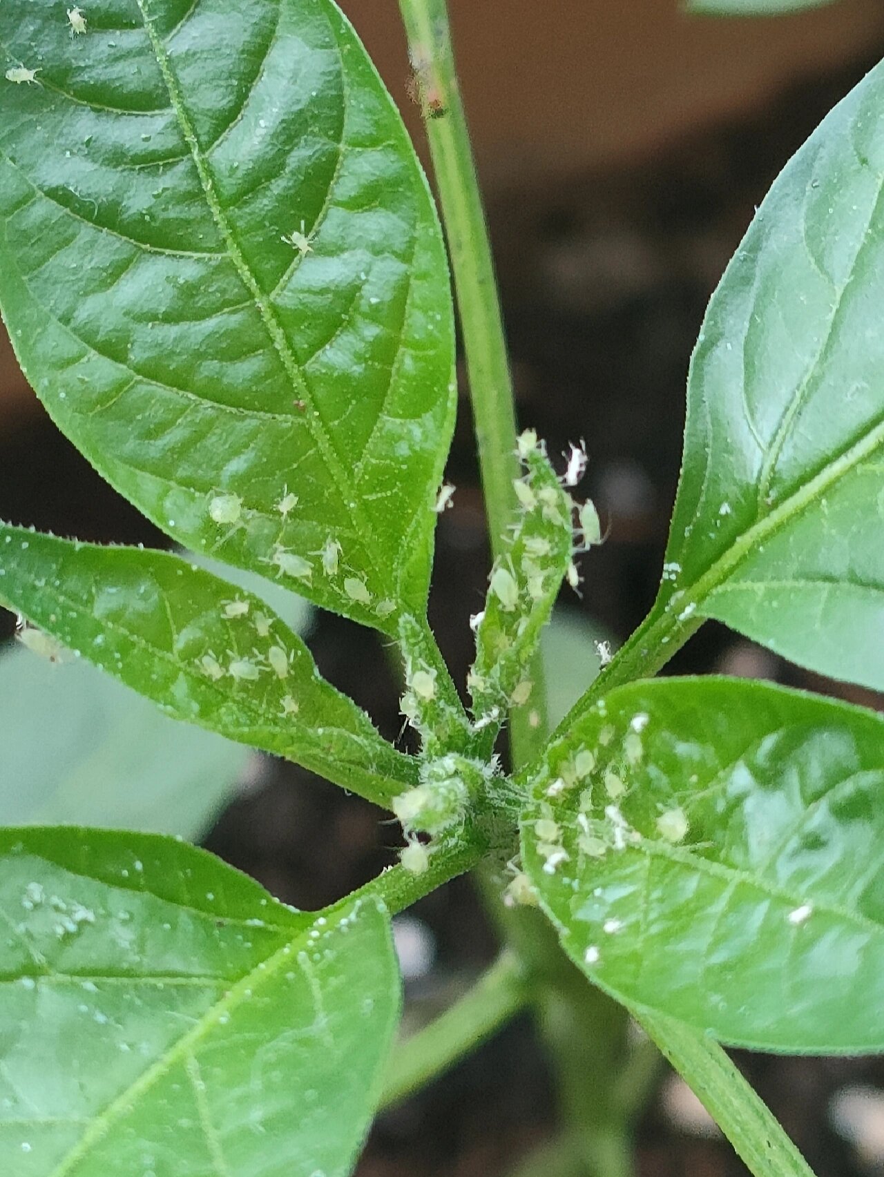 蚜虫图片