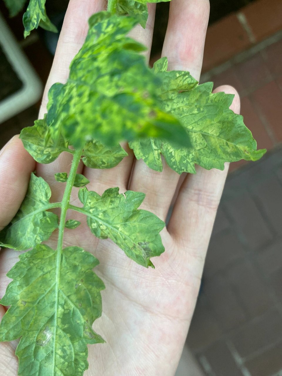 求助番茄叶子是啥病害呢,也不想打药,确定不是红蜘蛛