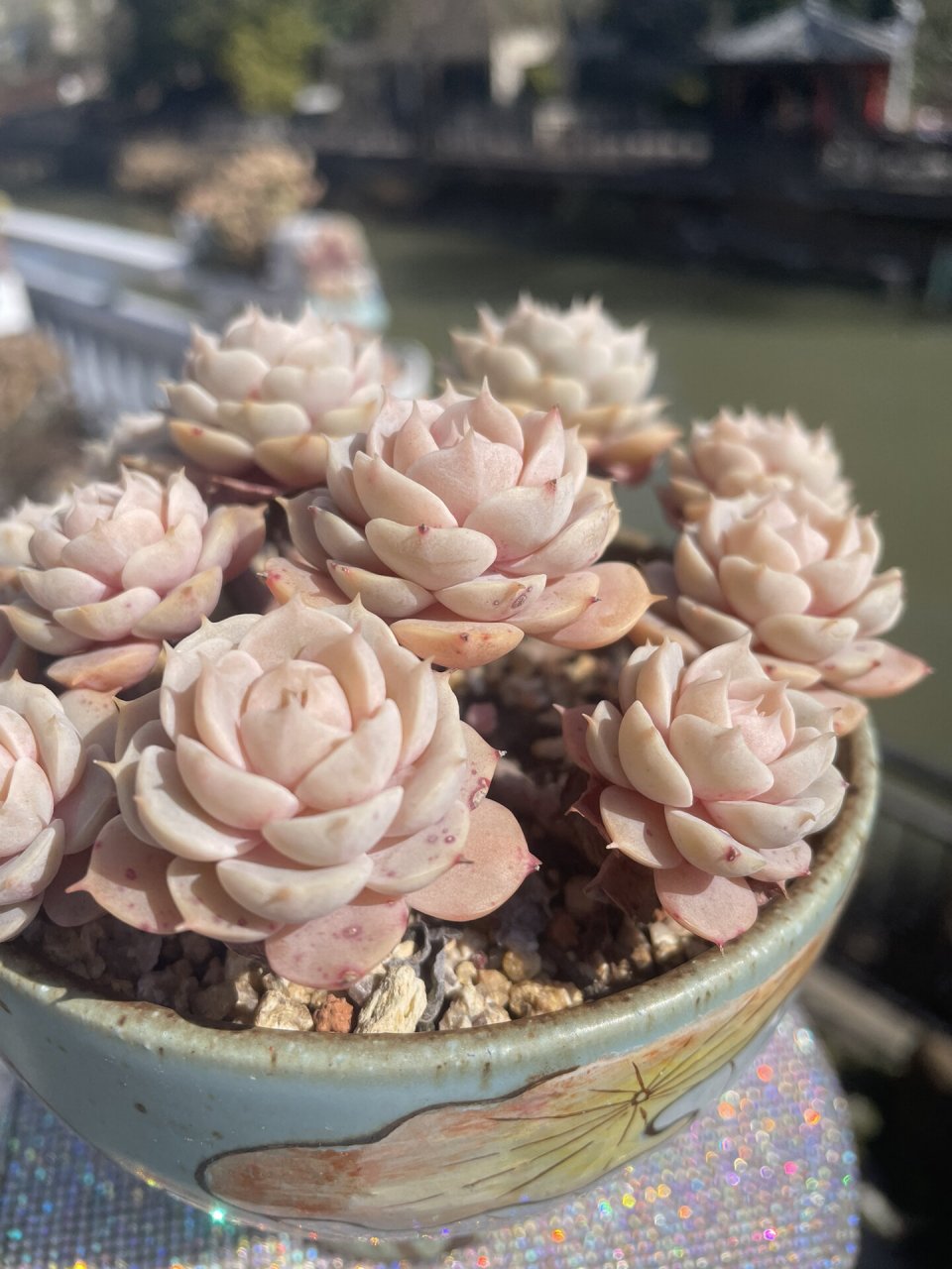 雪域多肉真的好美哦99 最后一张是上盆的模样98