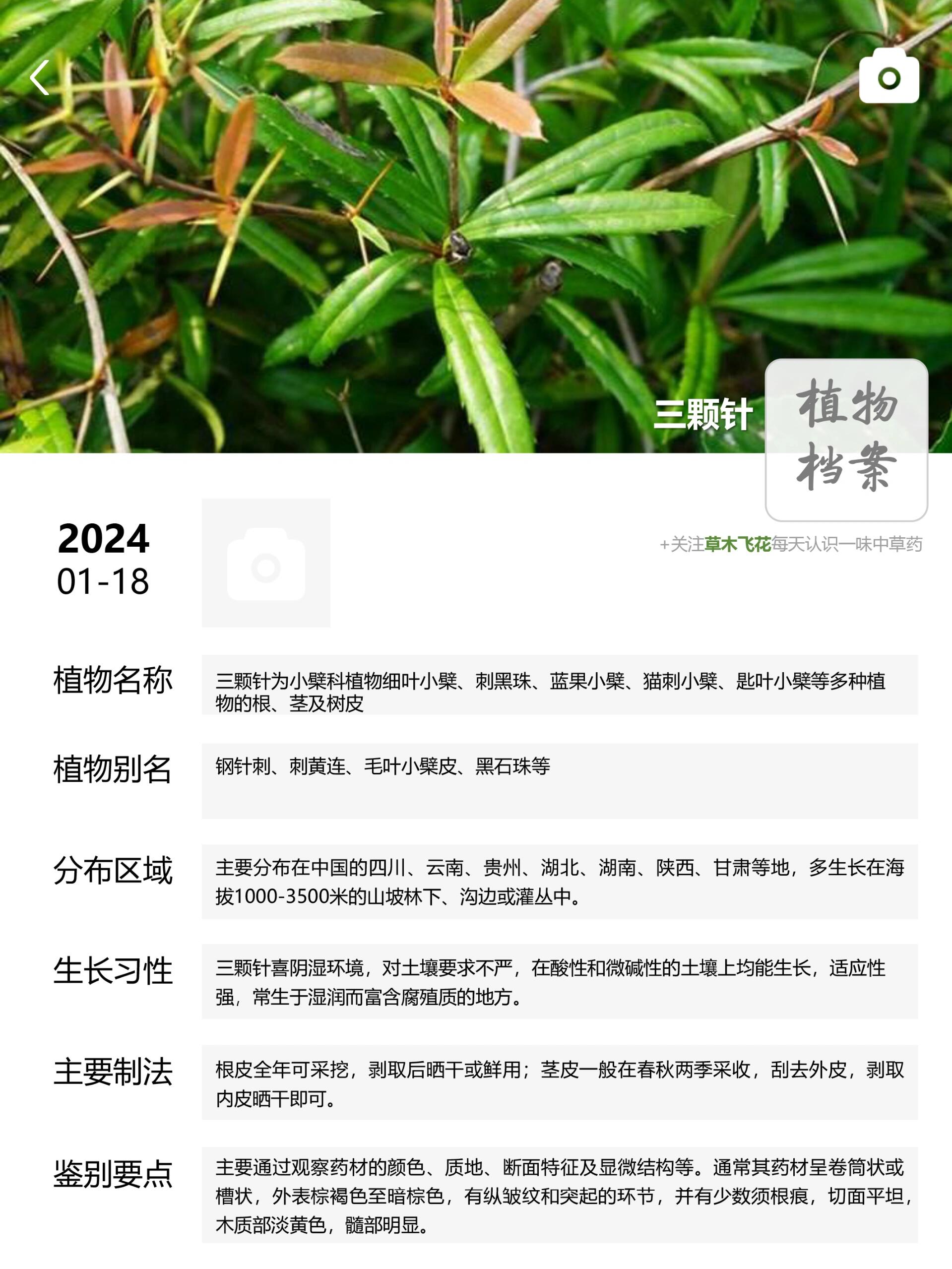 每天认识一味中草药-三颗针92