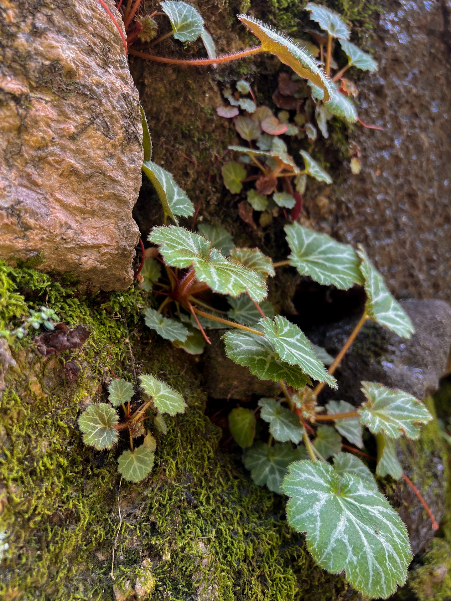 虎耳草科虎耳草属植物 多年生草本,高8-45厘米.