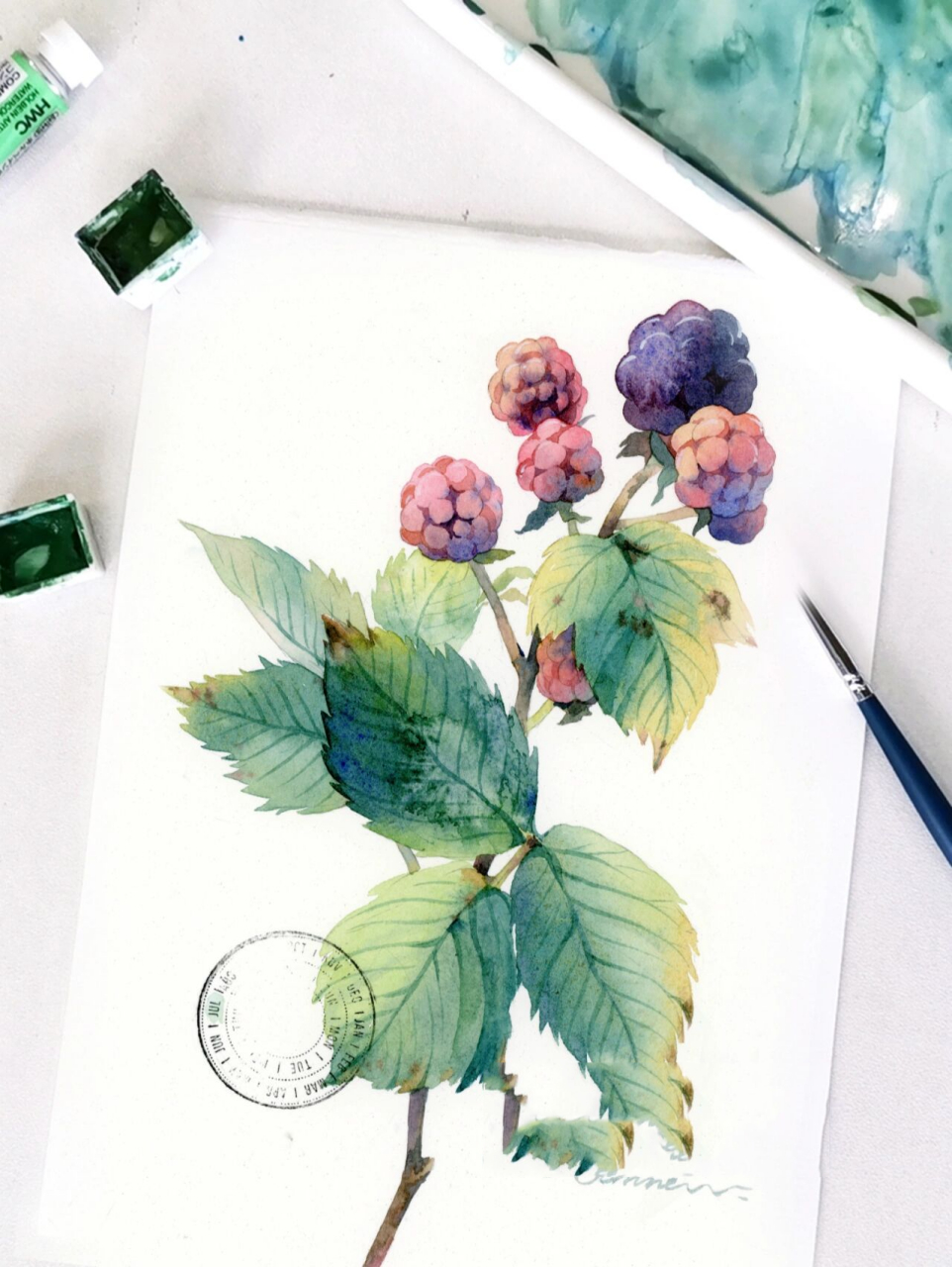 水彩植物61树莓(附教程) 颜料:史明克 纸:获多福细纹 笔:黑天鹅8号