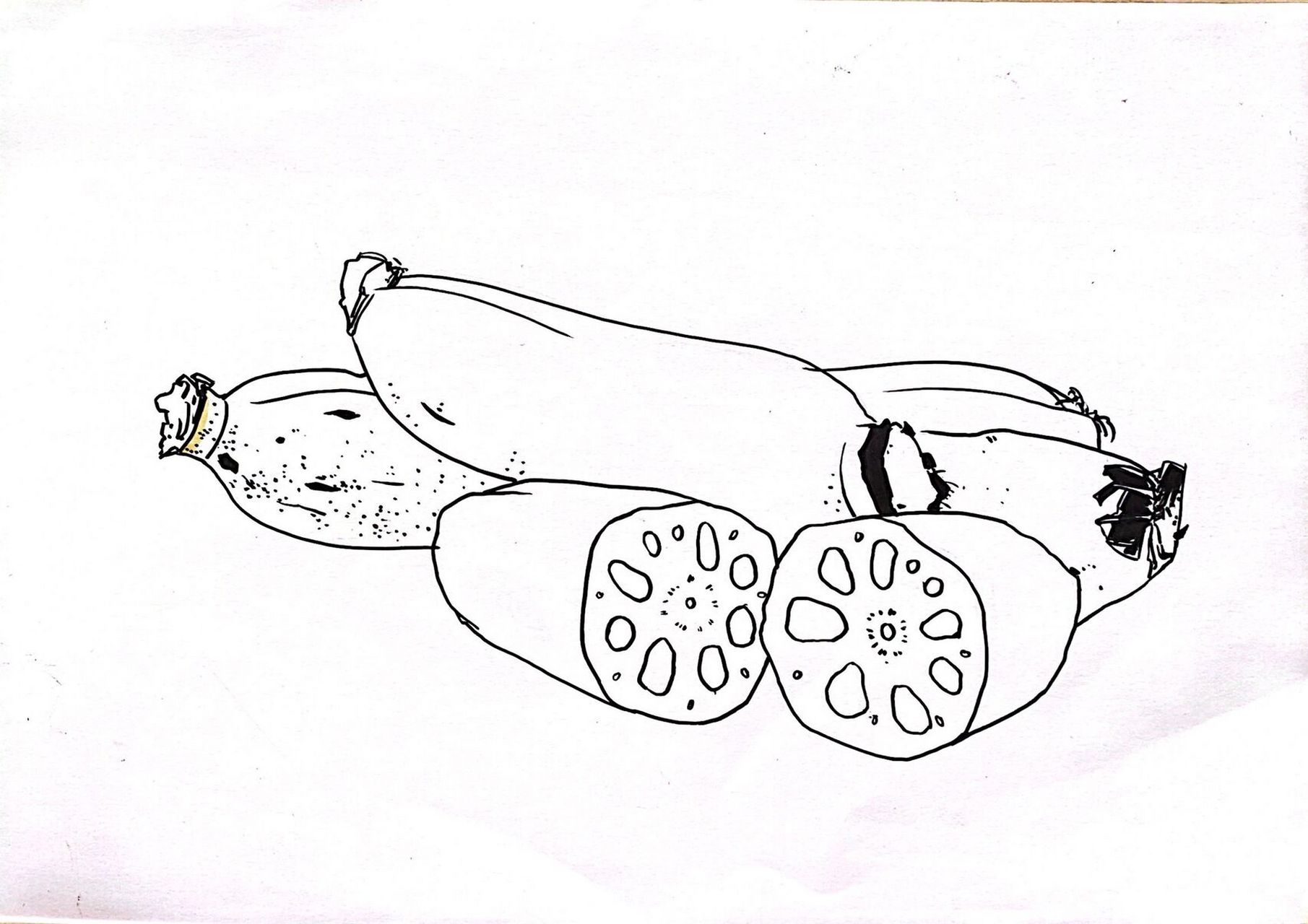 莲藕写生 蔬菜写生 马克笔写生 线描 速写 蔬菜莲藕图片照片素材