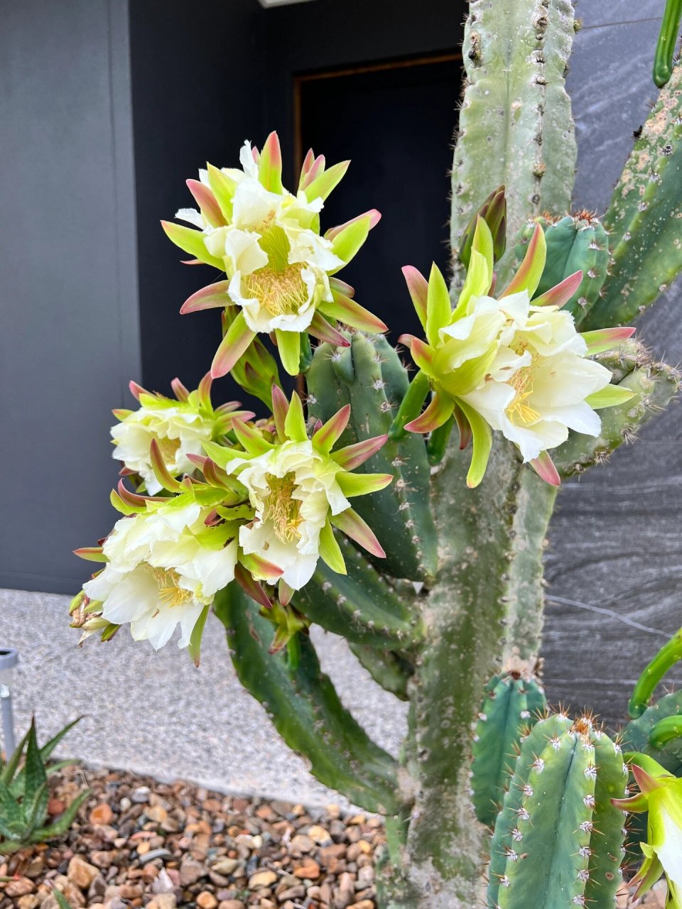 吃虫子的花霸王花图片