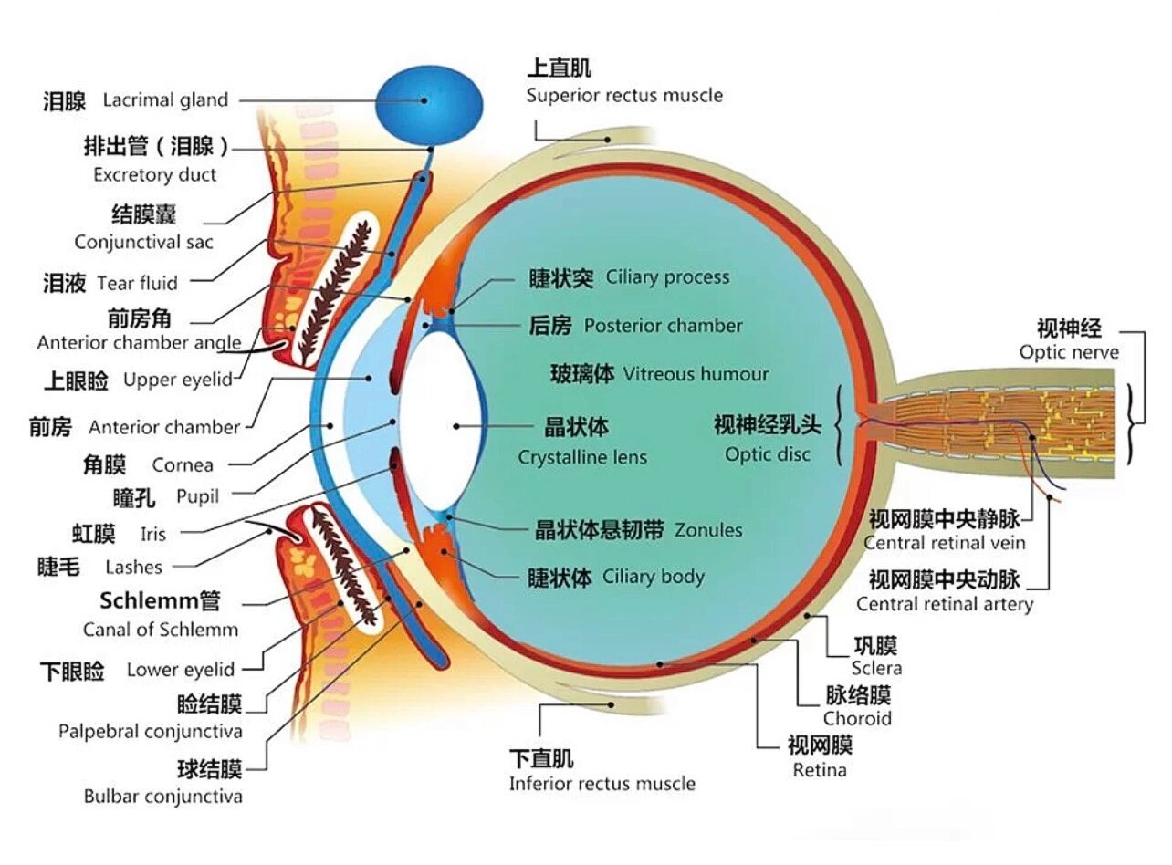 眼睛前房是哪里示意图图片