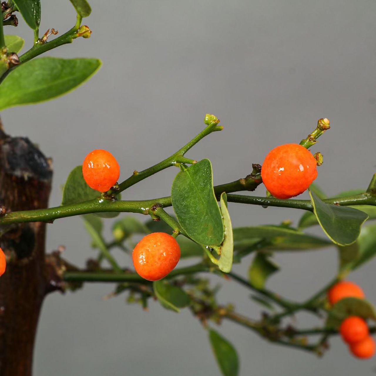 野生一本丛林老桩金豆大盆景,属于观型赏果两不误的一款盆栽