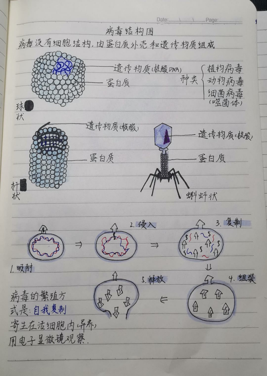 初一生物复习手画图 七上生物画图来啦 病毒结构图,细菌结构图,酵母菌