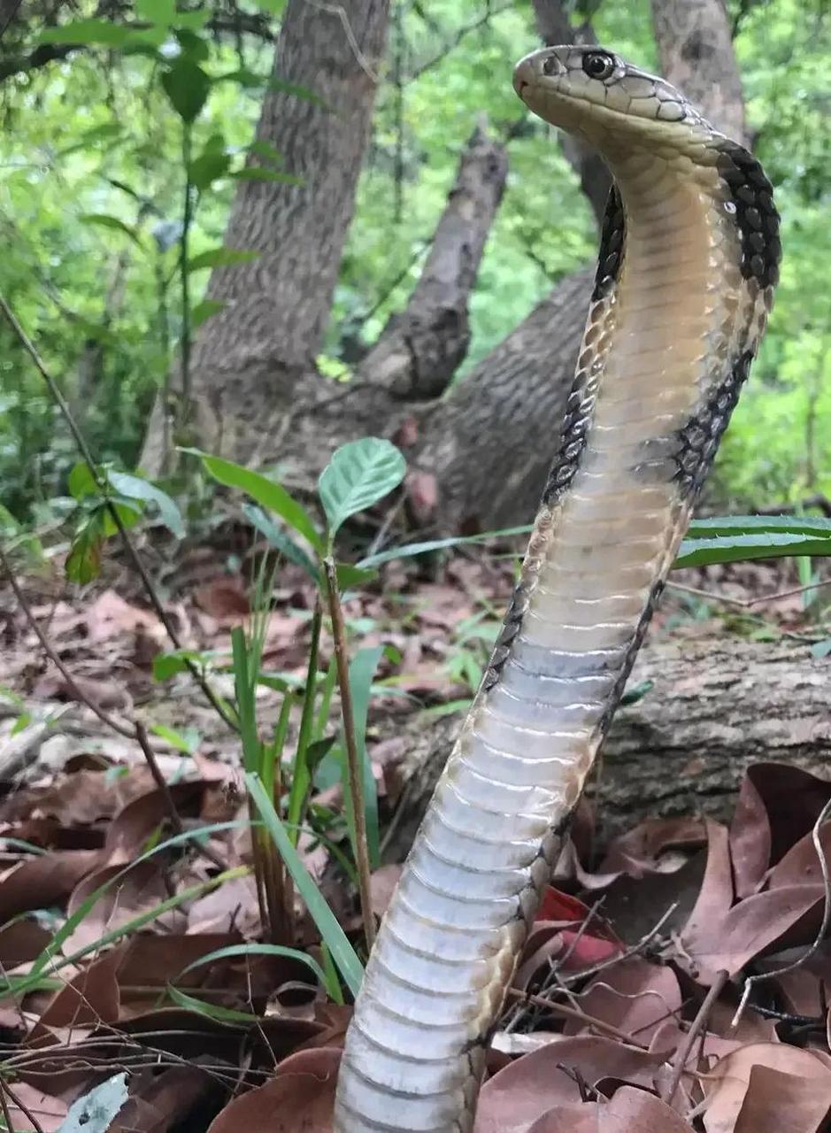 话说眼王的领地意识不是特别强吗?