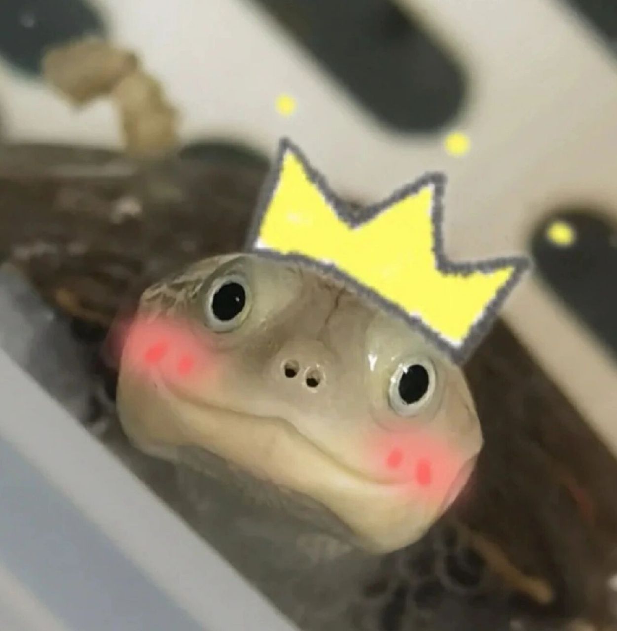 小乌龟可爱头像
