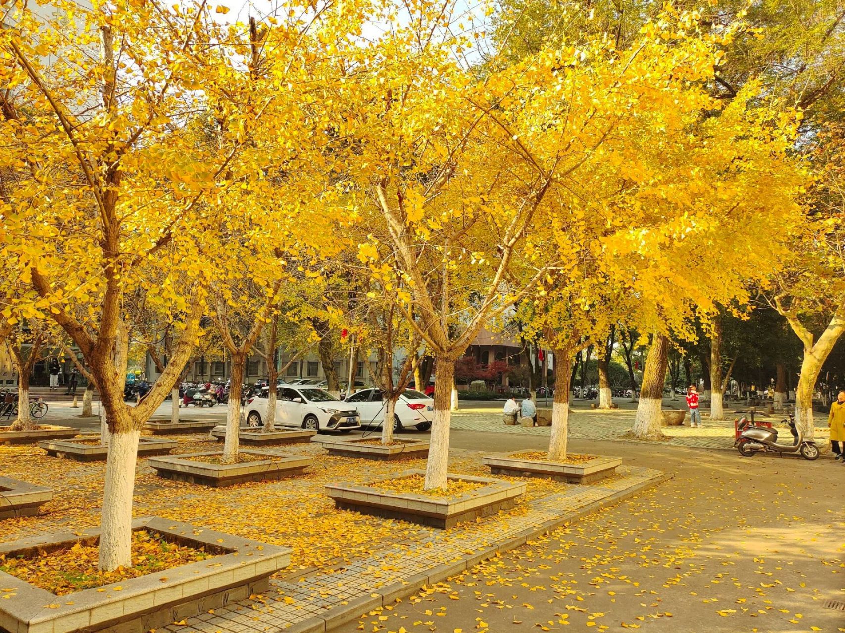 赣东学院 银杏,带来秋天最美的一段时光 赣东学院秋天的银杏树 赣东