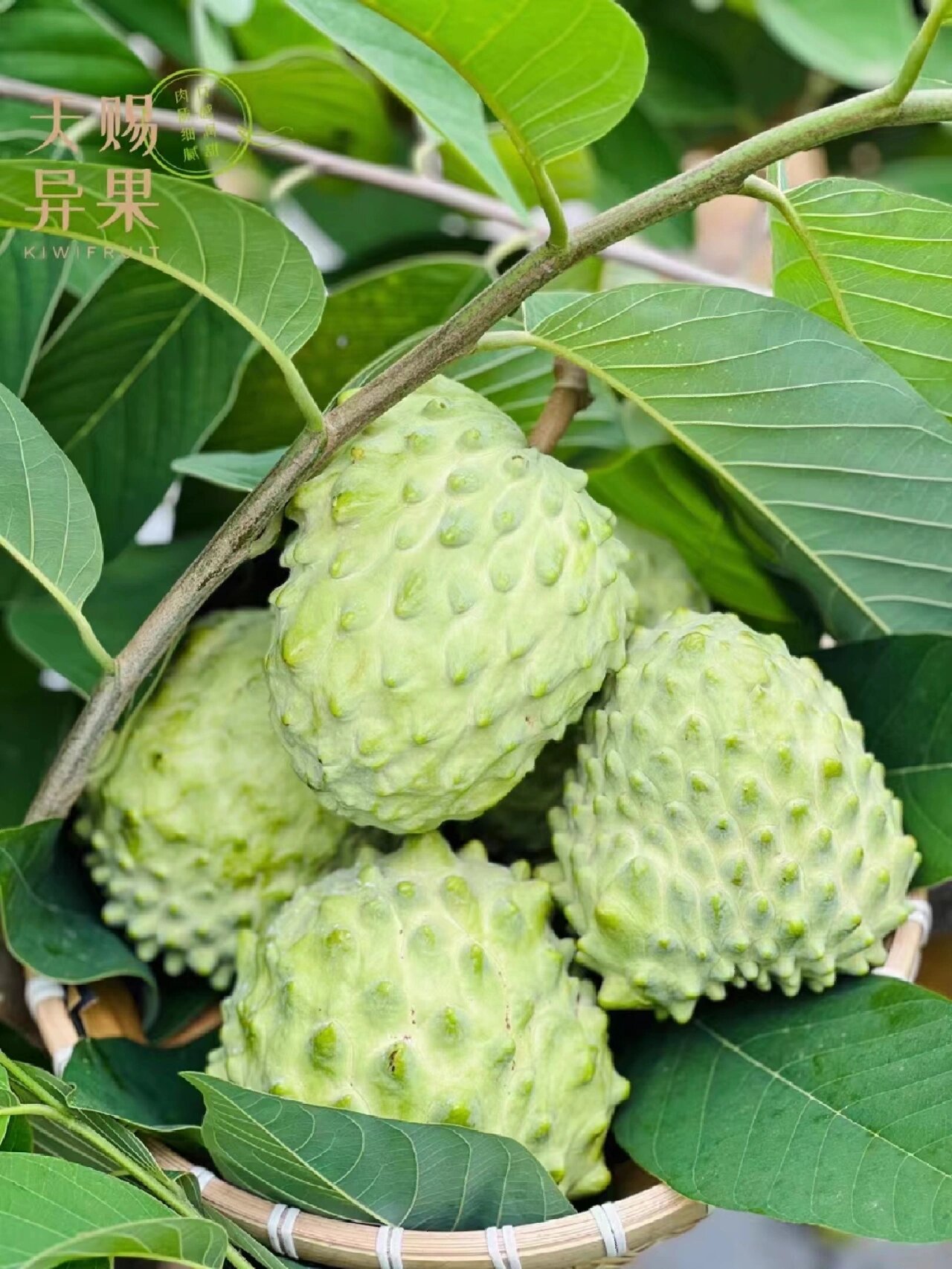 云南牛奶凤梨释迦果口感犹如冰淇淋果肉细腻柔滑,入口滑嫩香甜,甜蜜多