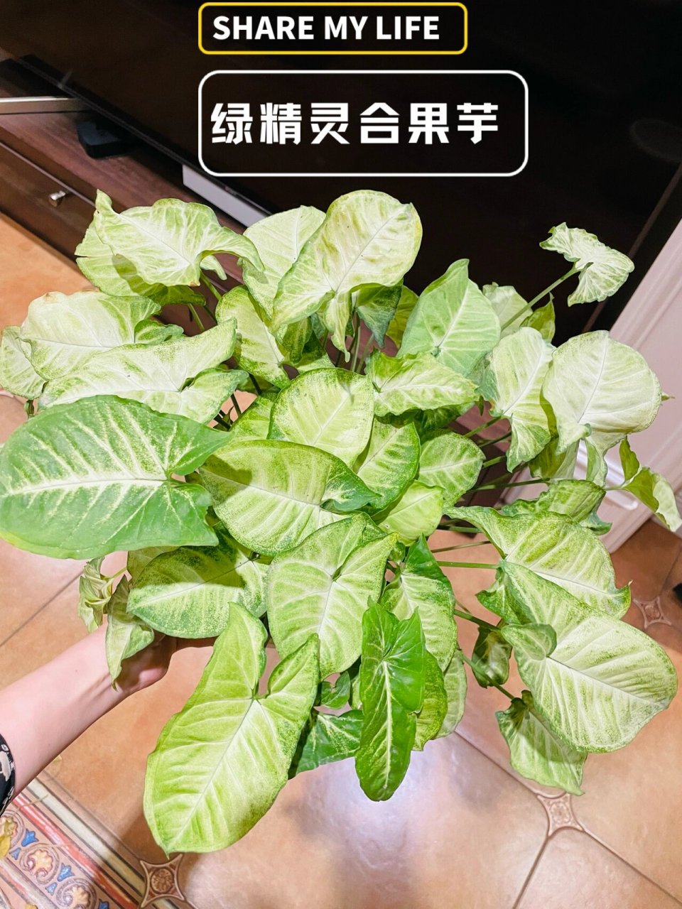 银叶合果芋图片