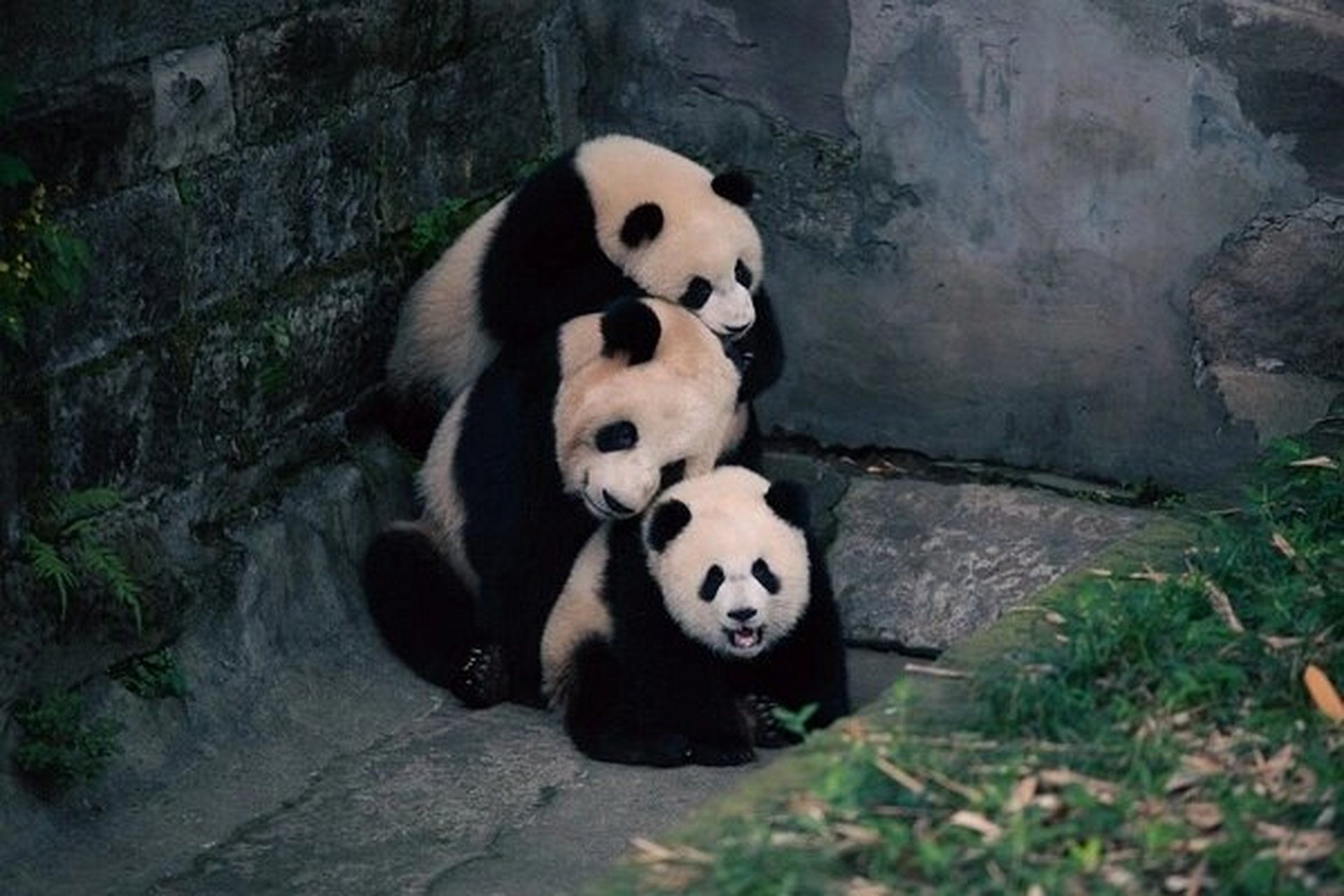 姐妹们,有没有这张叠猫猫的高清电脑壁纸图啊?