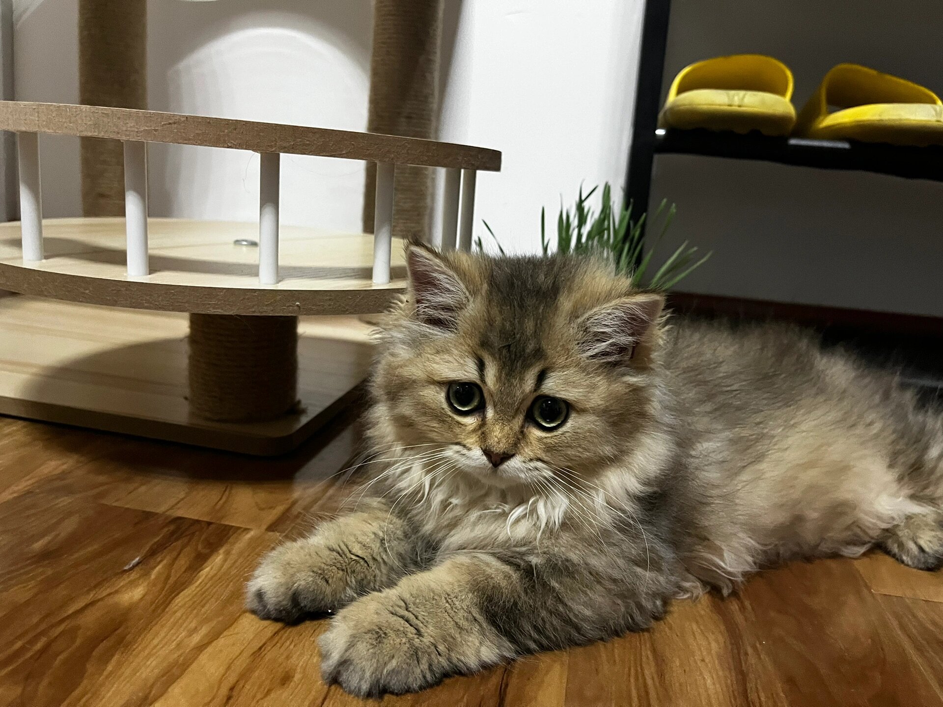 长毛黑金渐层从两个月到四个月的蜕变