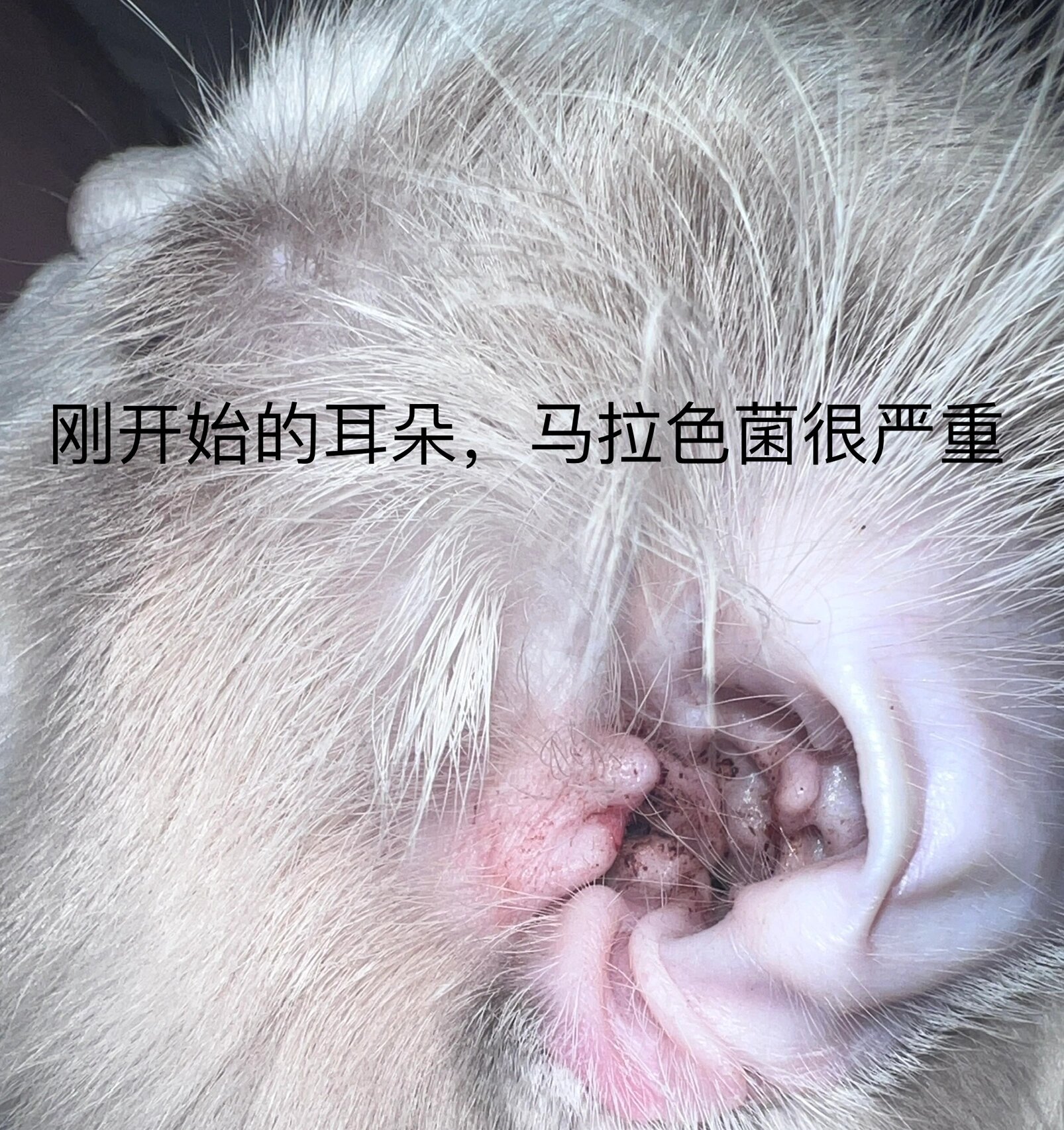 猫咪耳朵马拉色菌如何治疗❓