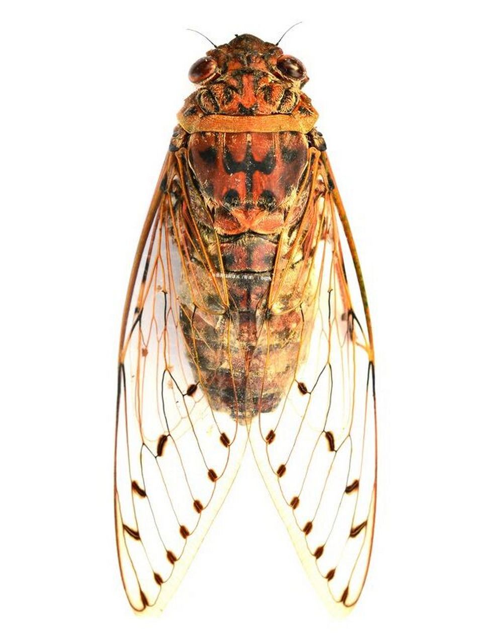 绘画素材蝉 绘画素材蝉