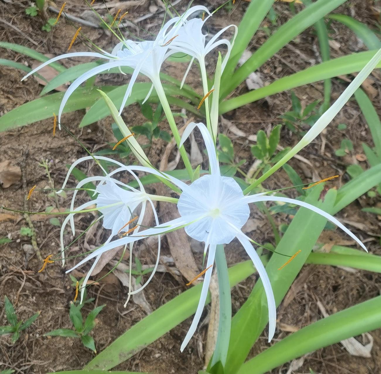 同时水鬼蕉能美化环境,净化空气,还能增强家庭的和谐与幸福感,被视为