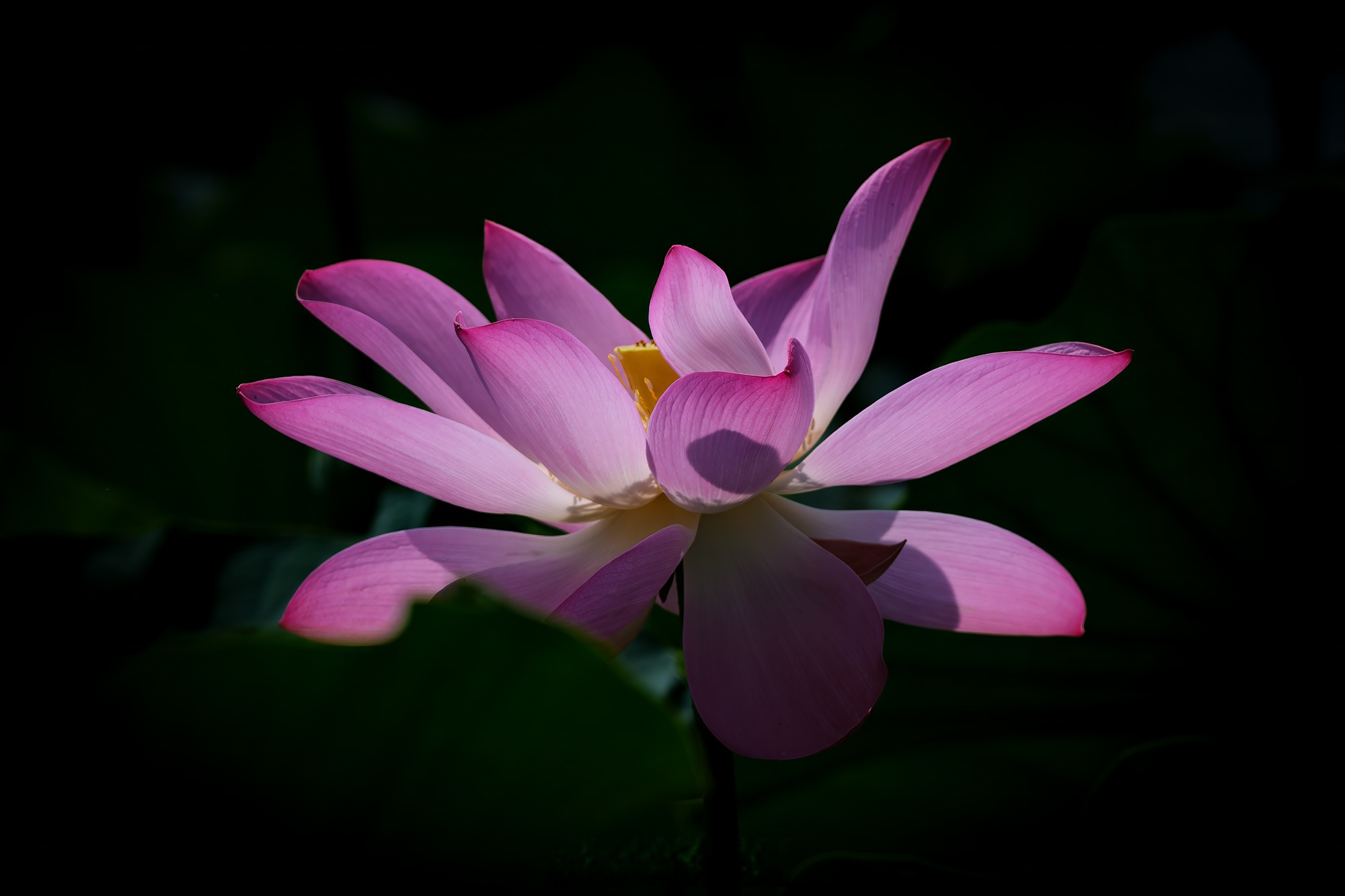 —2024年8月 · 北京 今天本是想去打,結果沒打著