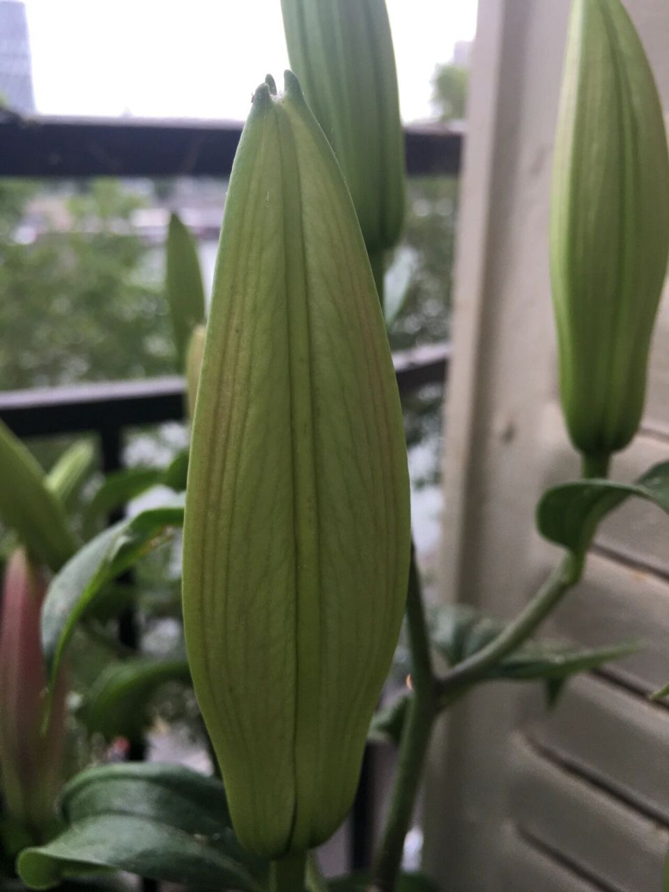 百合花苞开放过程 前一年买的百合第二年再次开花了,感觉花苞比去年多
