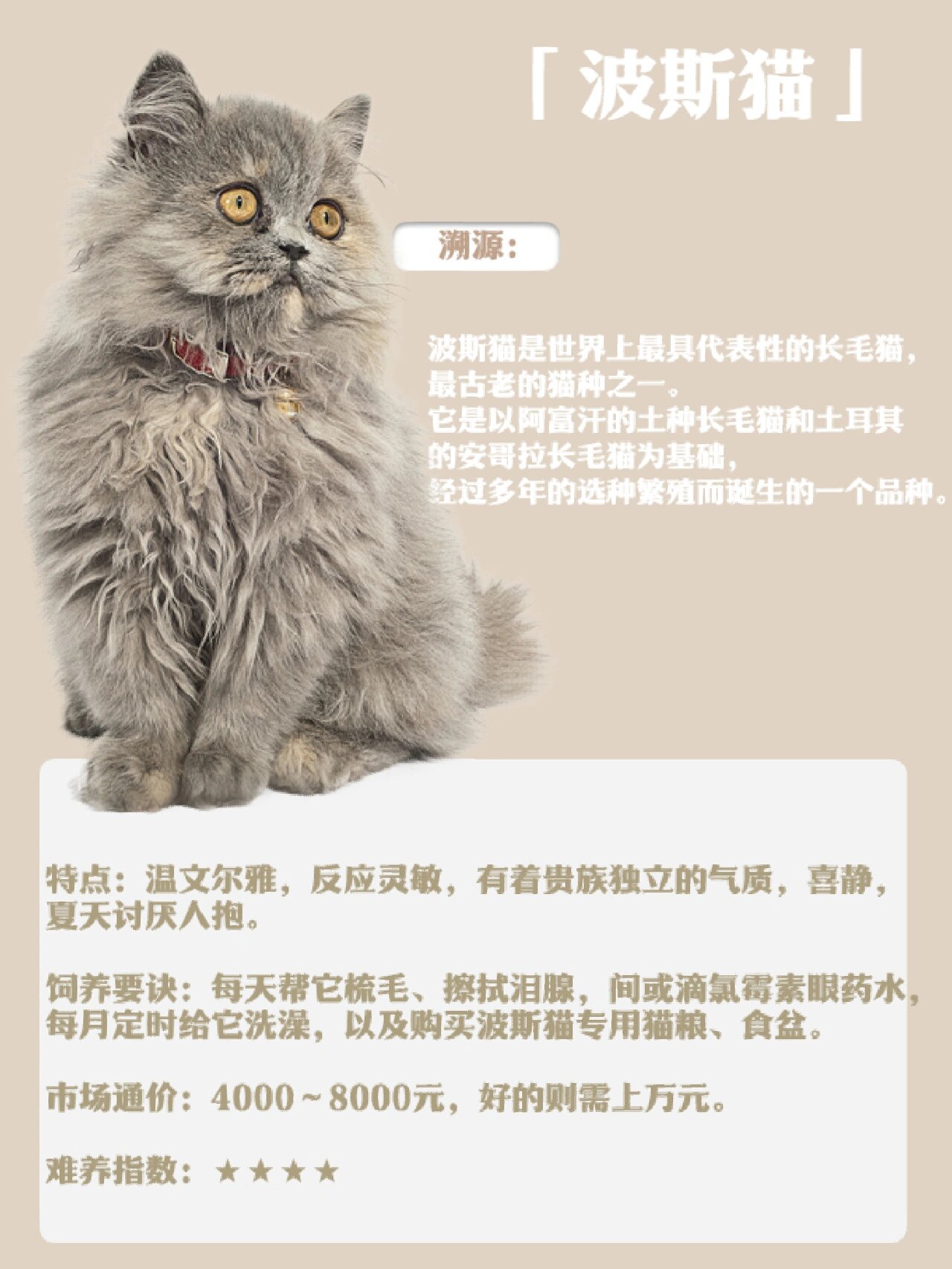 猫咪品种介绍|原来它才是最古老的猫种7171 97品名:波斯猫93