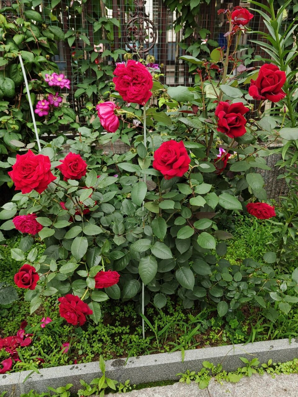 月季测评之 恩钿女士/波特罗/温斯顿 大红色大花茶香月季,颜色很正的