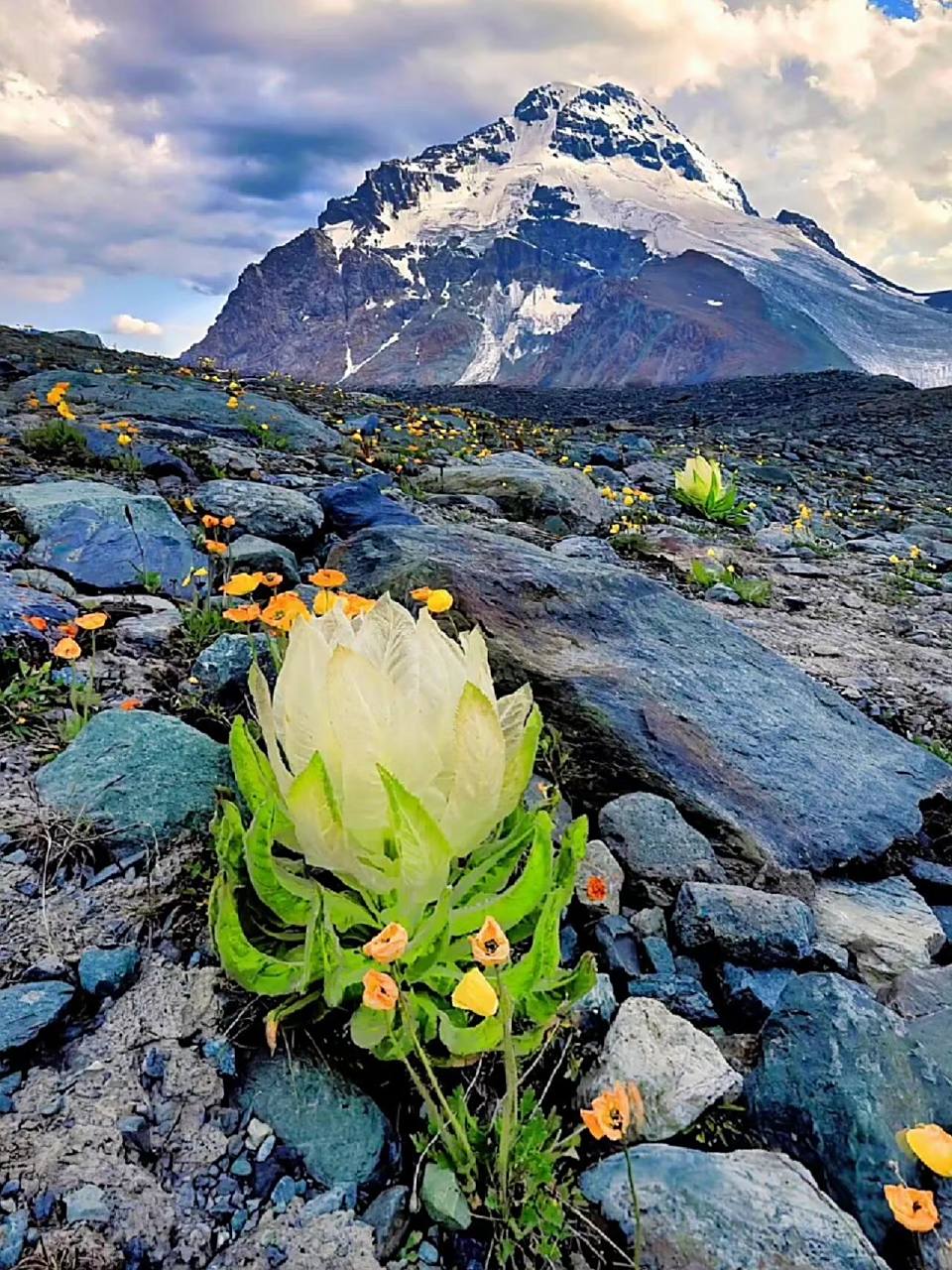 124(纯洁的爱) 每日一花 天山雪莲 学名:saussurea involucrata (kar.