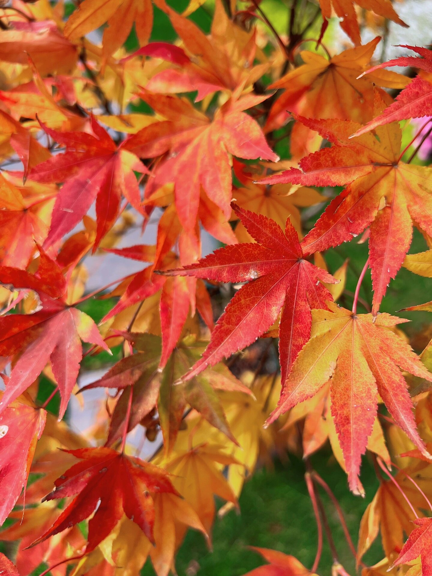 飘逸多彩的枫树品种-龙松苑 龙松苑的主场在秋天,春天就修修形吧!