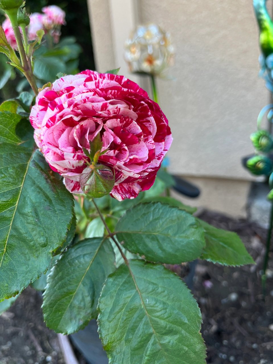 月季———说愁 今天有被它的美到,颜色太好看了!