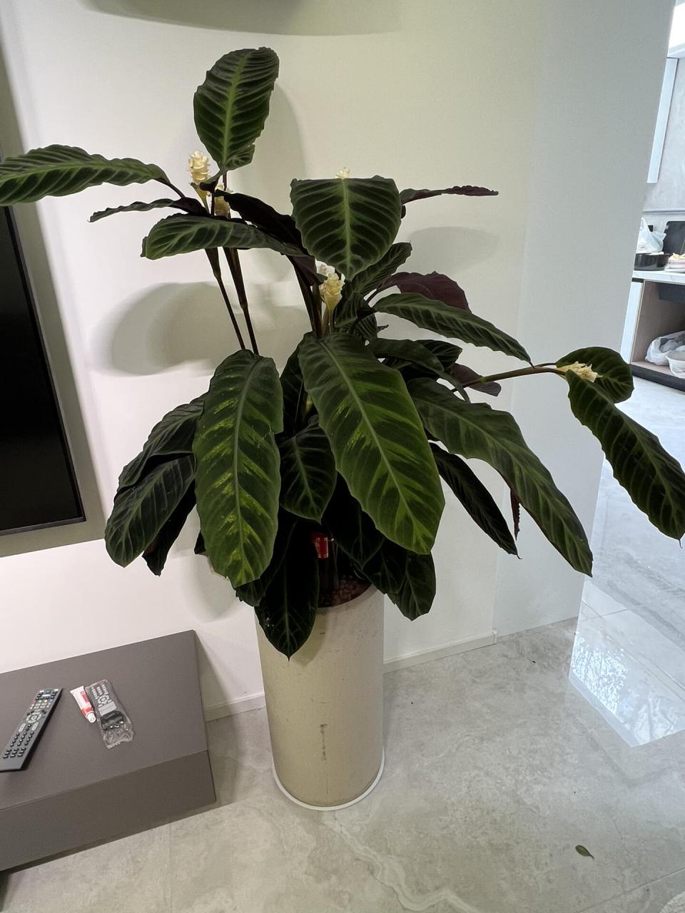 紫背天鹅绒竹芋到家一个月就挂,谁买谁知道 第一次在花市见到简直惊为