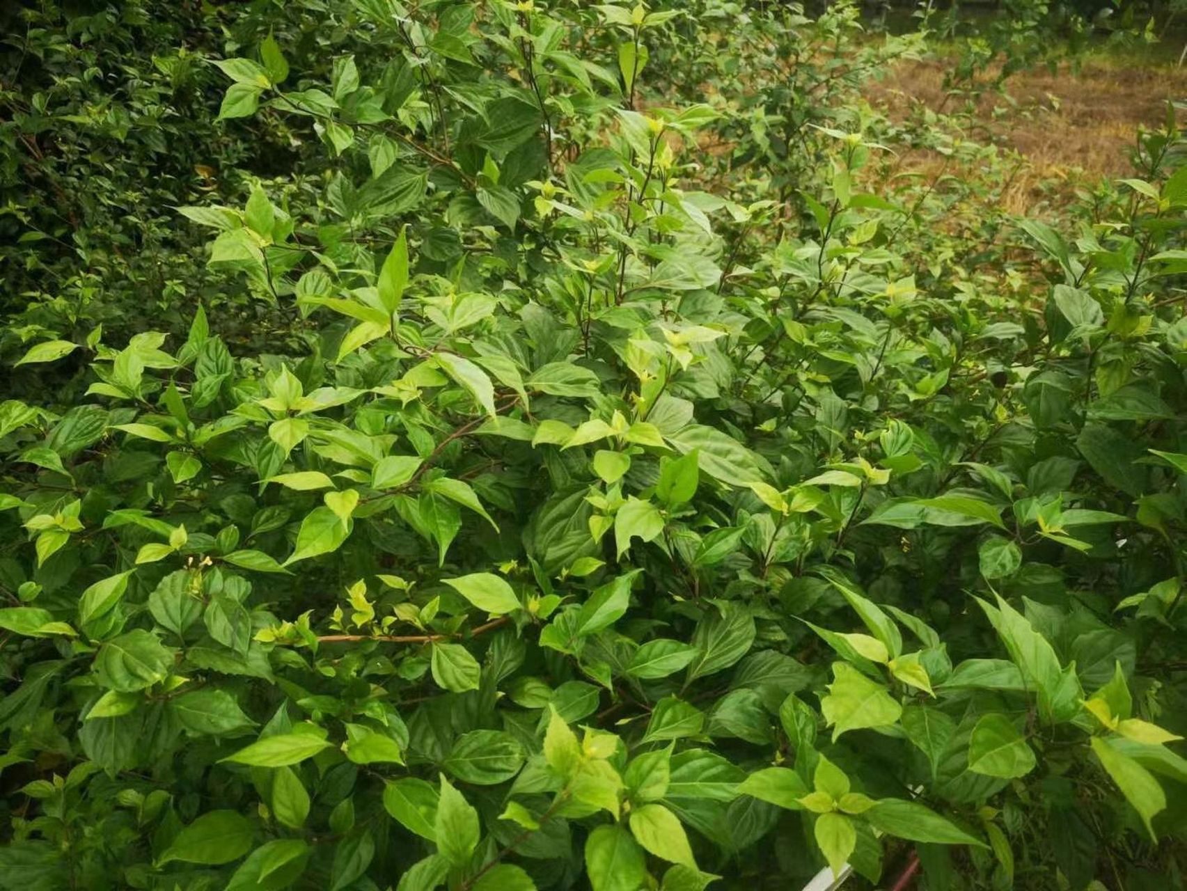 来看看绿油油的观音树吧,心情都变好了7815  一大片绿油油长势喜