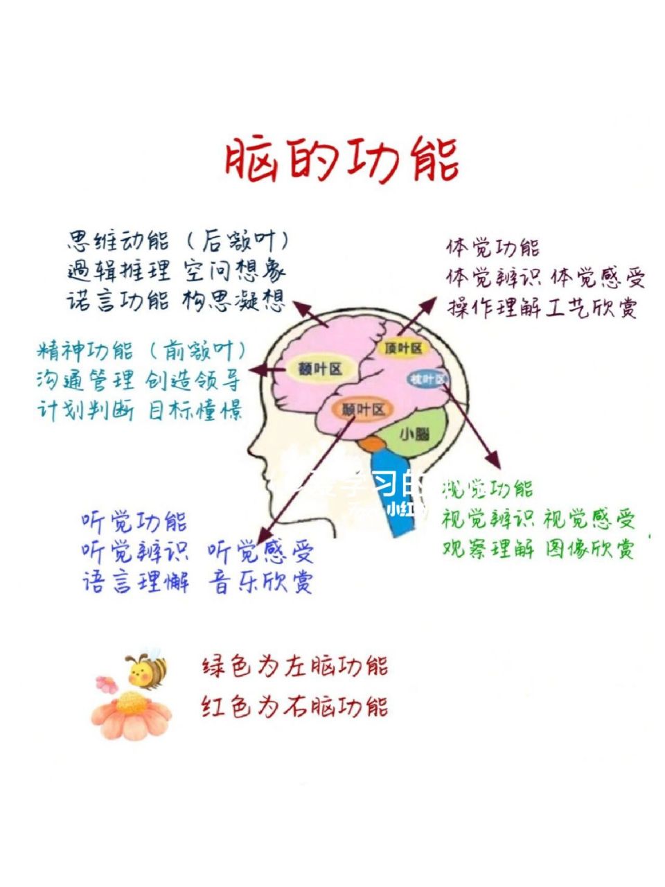 脑构造图图片