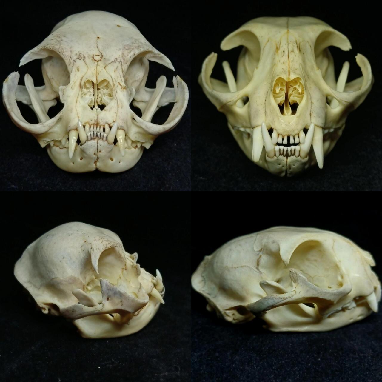 短吻宠物的头骨标本对比(加菲猫,法斗) 分享两组头骨标本:加菲猫&狸花