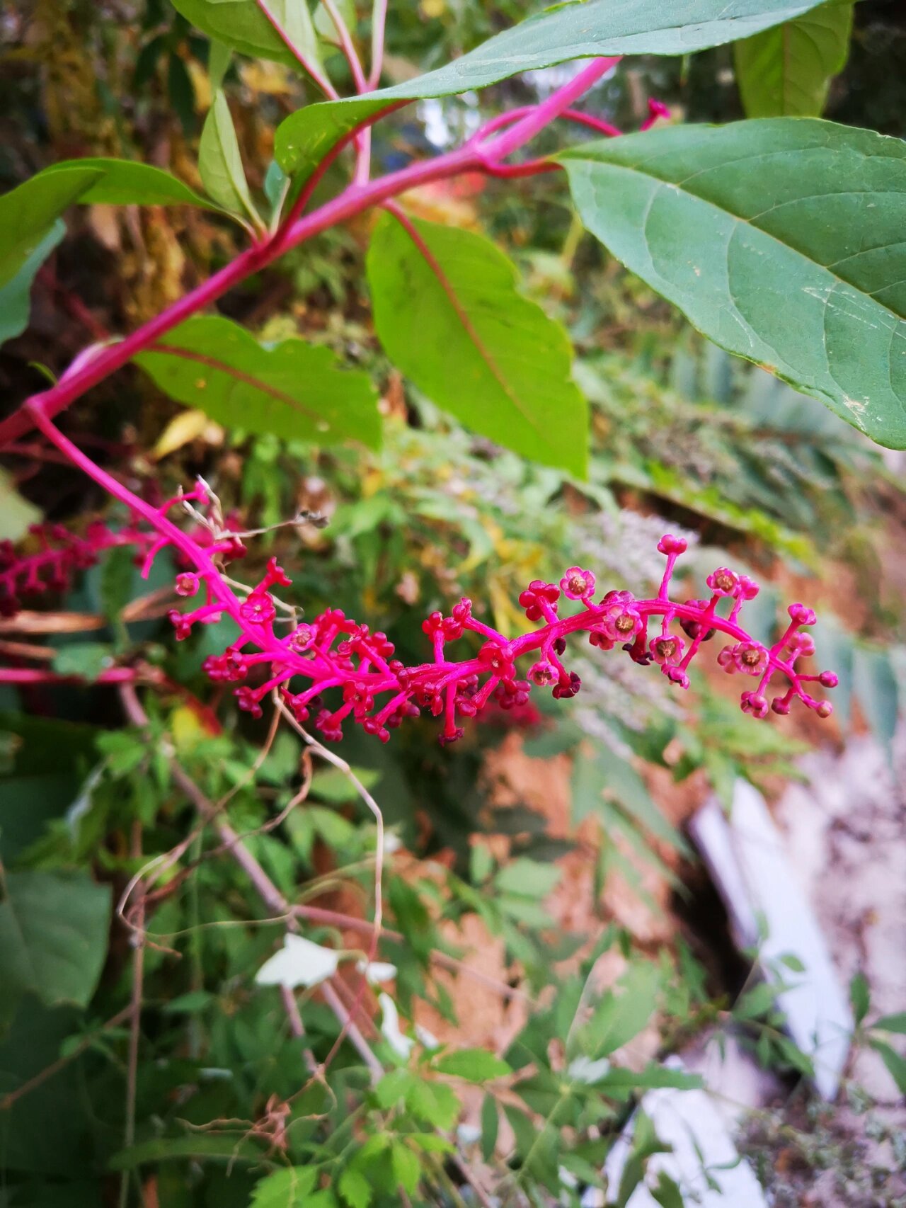 商陆 别名:花商陆,见肿消,土冬瓜 性寒,味苦,有毒.通二便,泻水,散结.