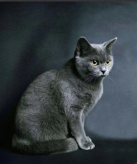 又名夏特尔蓝猫,起源于14世纪,原产地是法国,与英国短毛蓝猫,俄罗斯