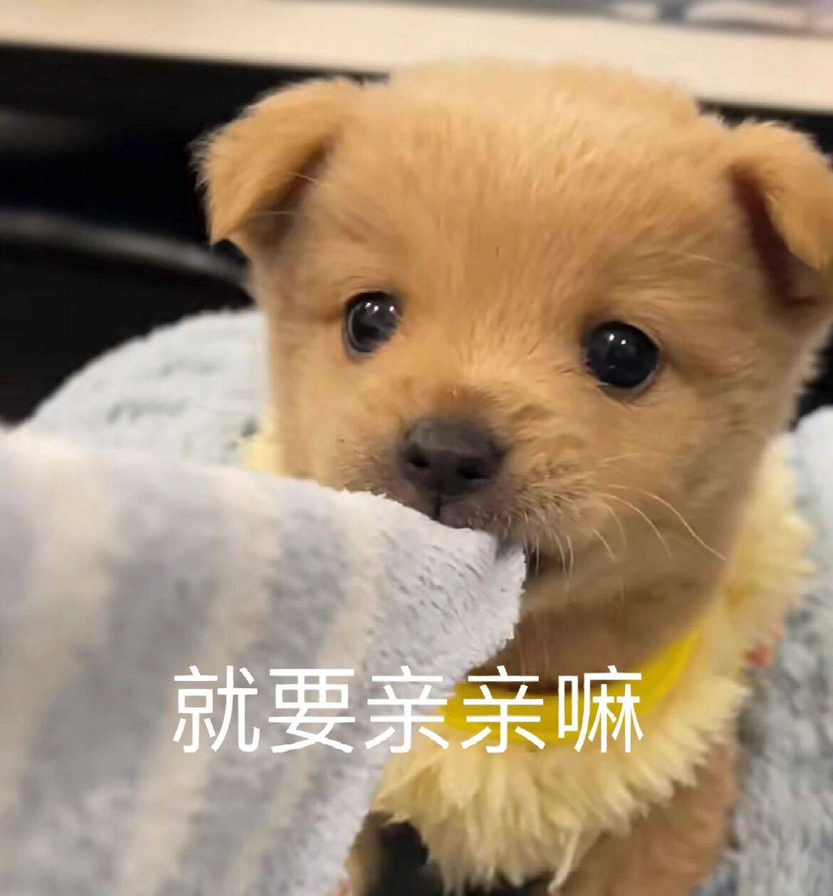 又是被可爱表情包迷晕的一天