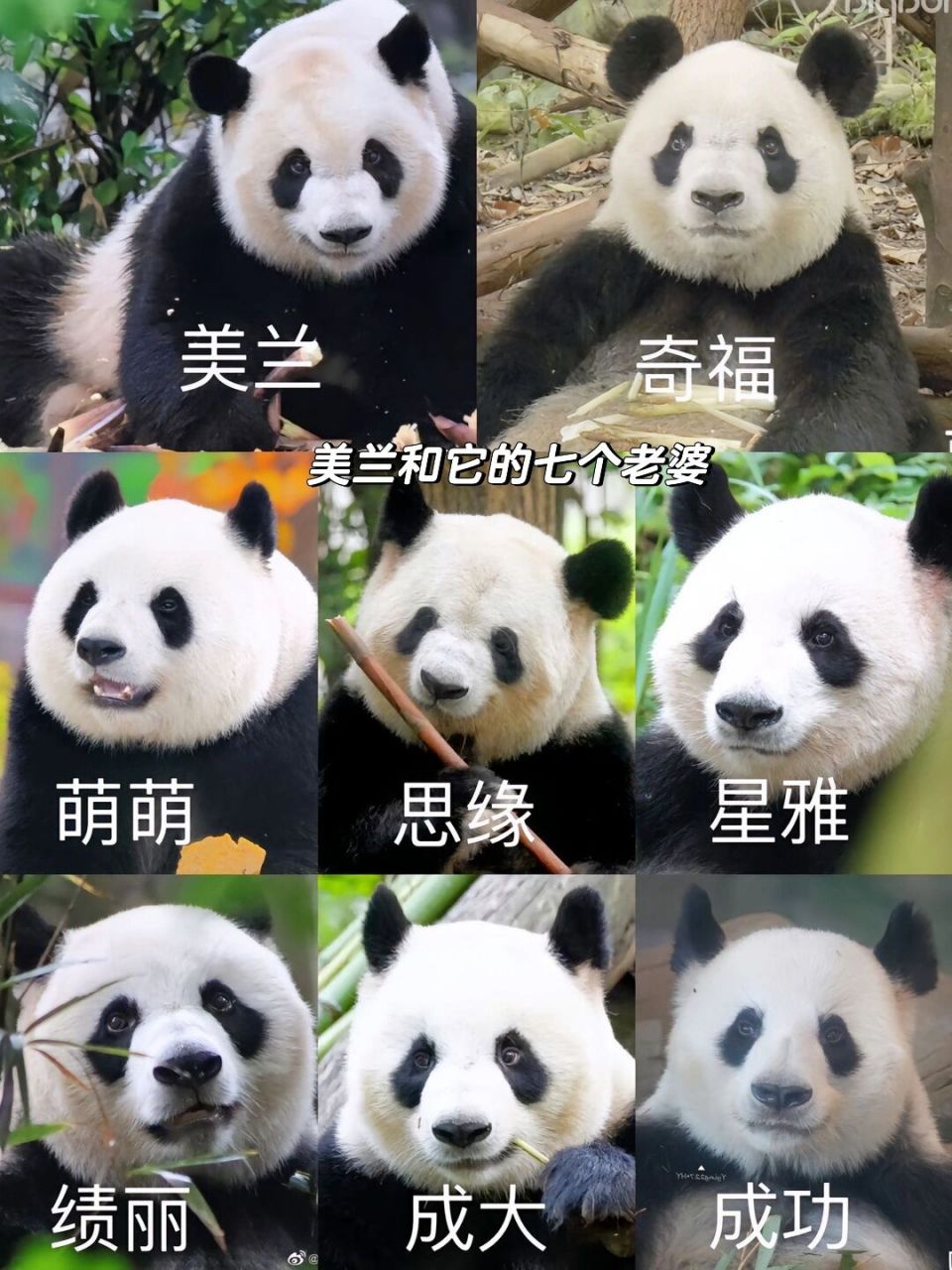 顶流之父|美兰大姐的7个老婆和23个崽崽 看到美兰,就想知道大姐的23个