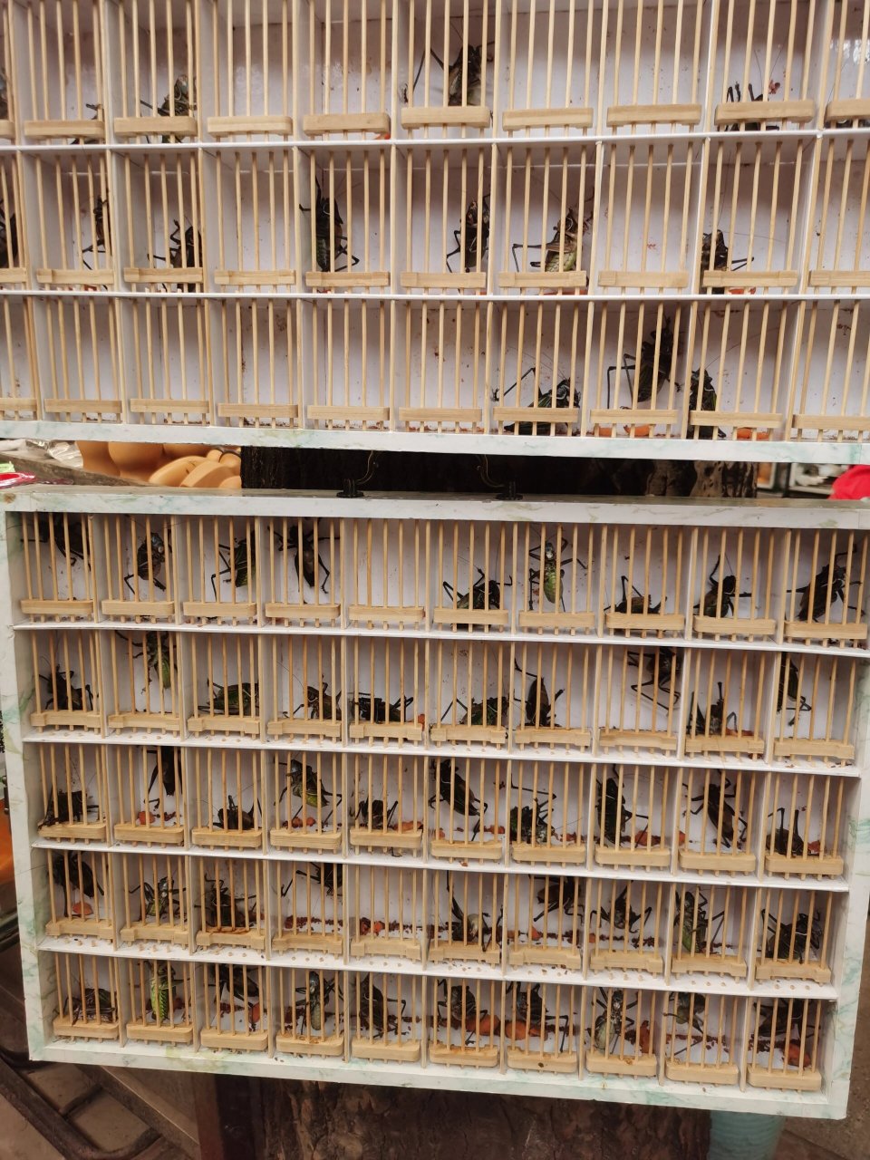 老北京花鸟鱼虫文玩市场,这叫一个地地道道 7515雅园国际a座:一层