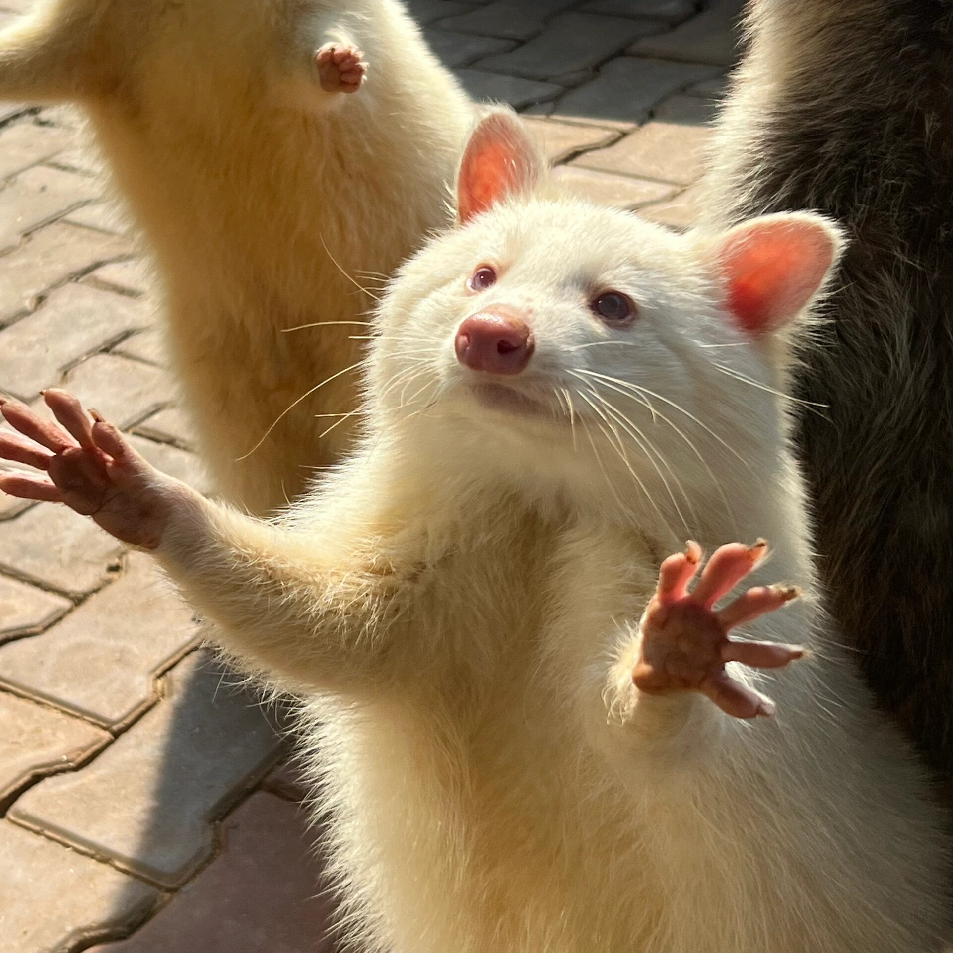 白化小浣熊来啰!咱们的小白最可爱啦