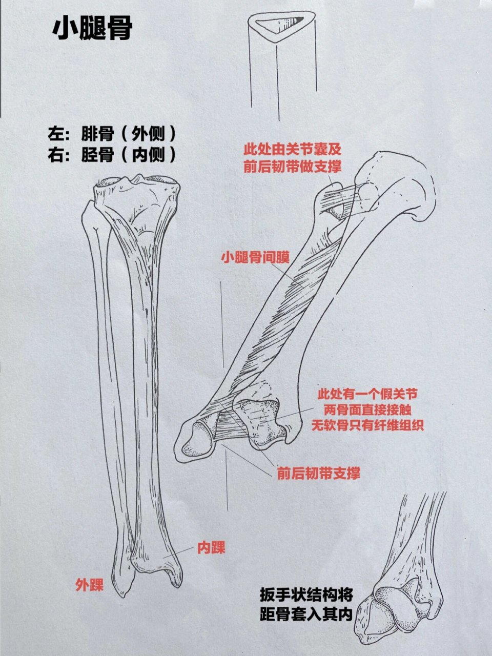小腿骨:腓骨与胫骨 ⭐️小腿骨包括两块长骨:腓骨,胫骨.