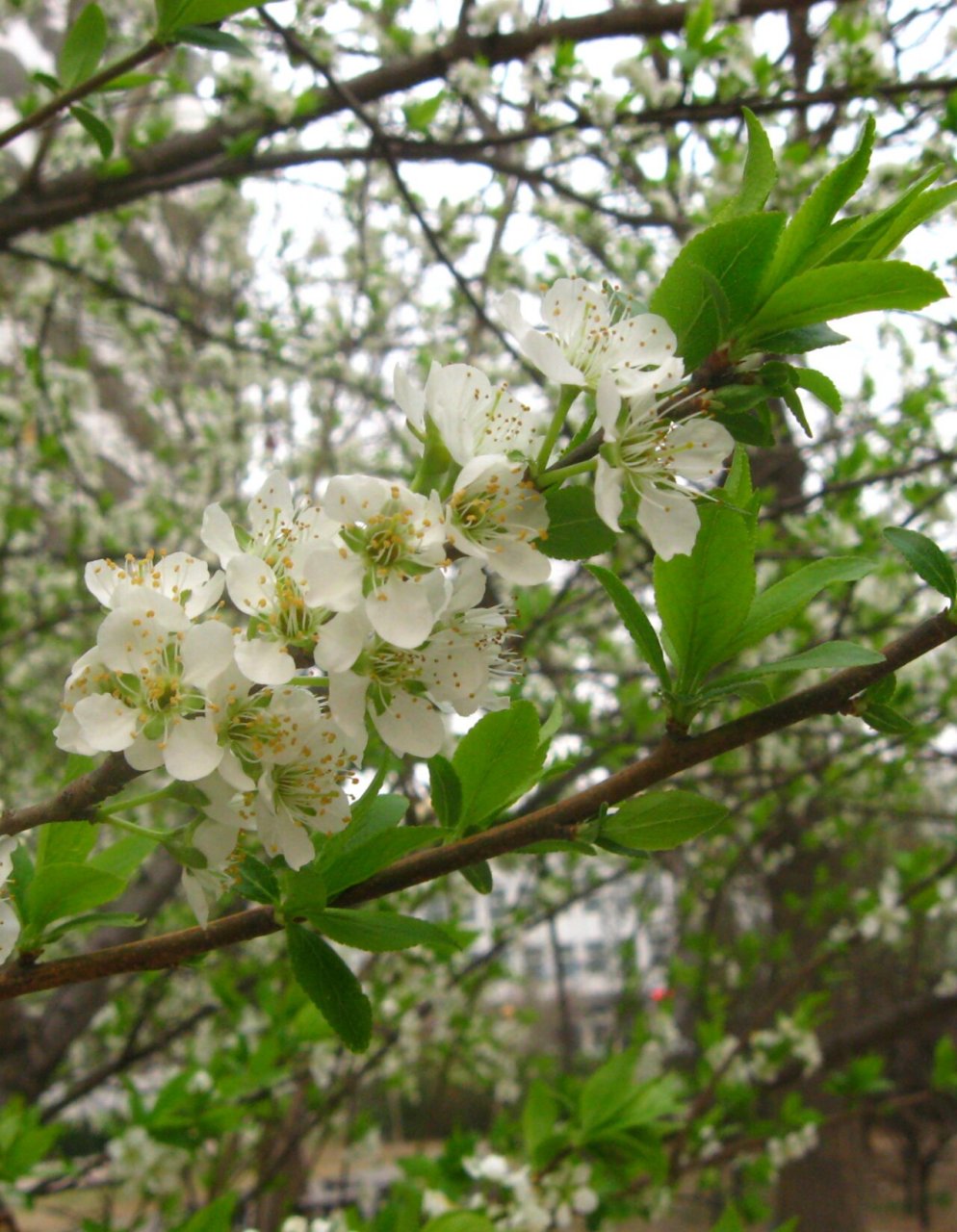 每日一花(李花) 李花 学名:prunus02l.