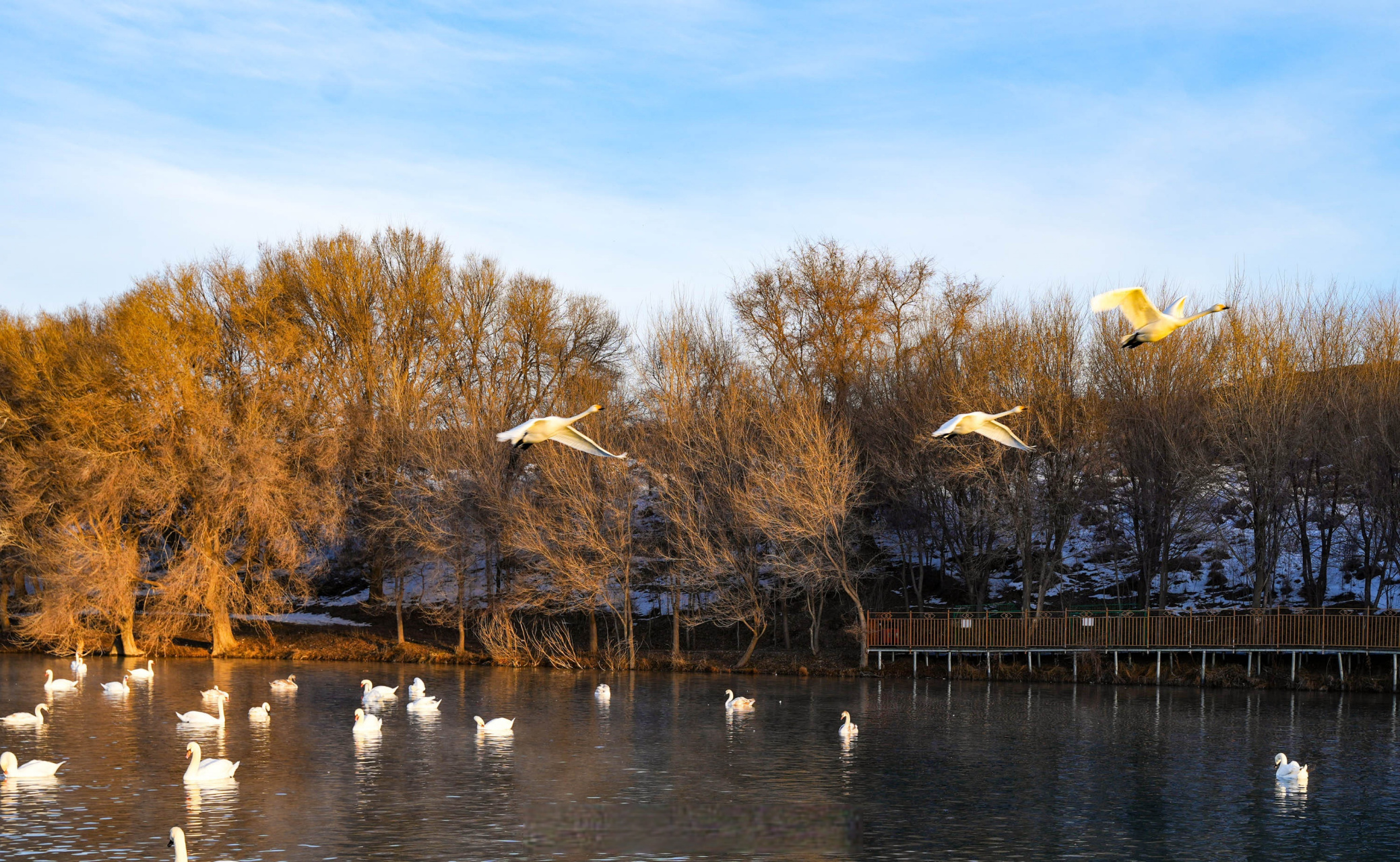 #粤港澳大湾区媒体大咖伊犁行#冬日的清晨,来到天鹅泉湿地公园,湖畔被