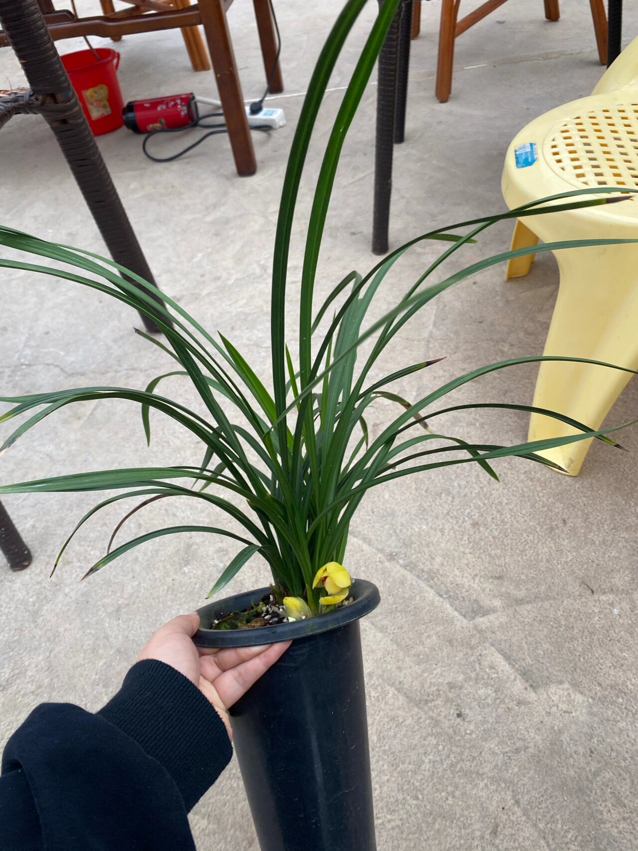 春兰新品黄荷,多苗带三个花