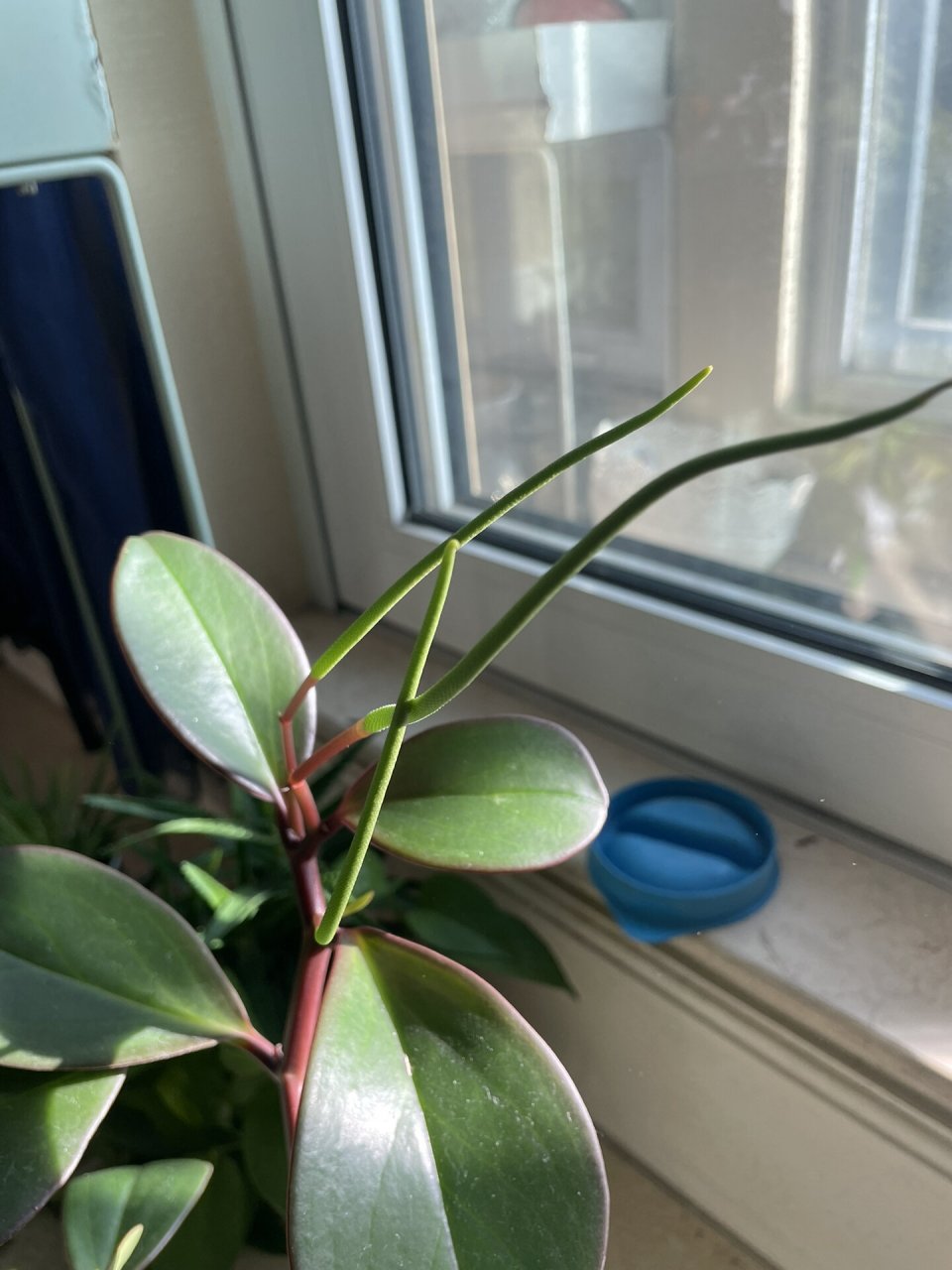 疯长的圆叶椒草 养了五六年今天才知道它叫什么这个花就是这跟细长的