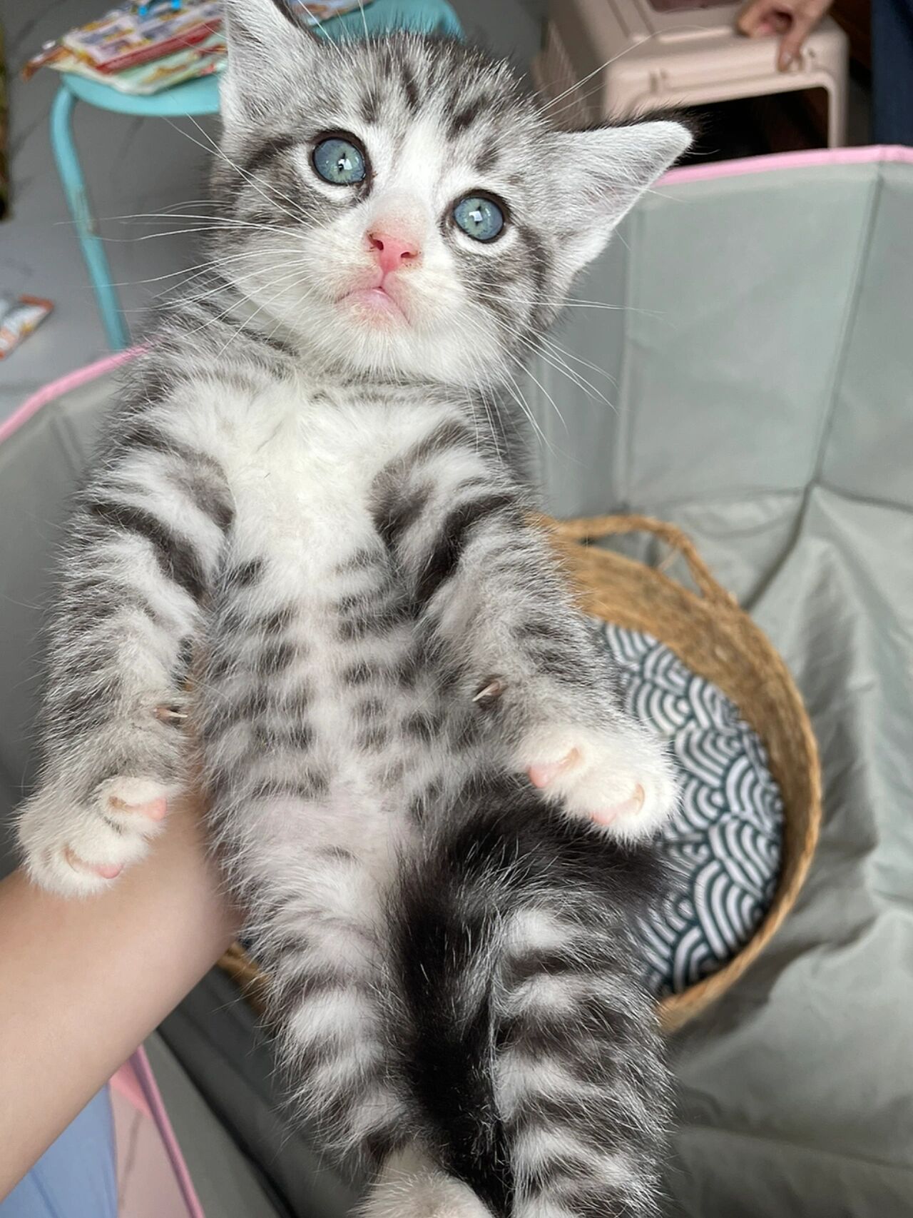 布偶和美短的串串长这样