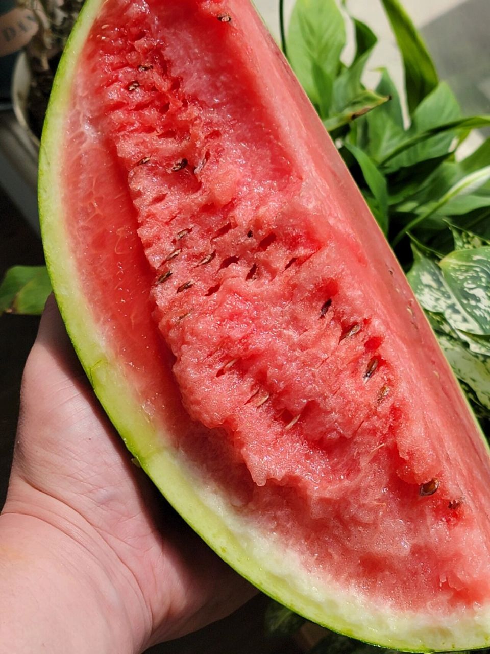 我宣布:宁夏中卫硒砂瓜是我吃过最好的西瓜 90购买目的90 曾经刷