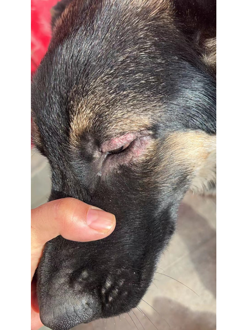 狗狗螨虫皮肤病7515发病症状 治疗攻略 92蠕形螨寄生于宿主的