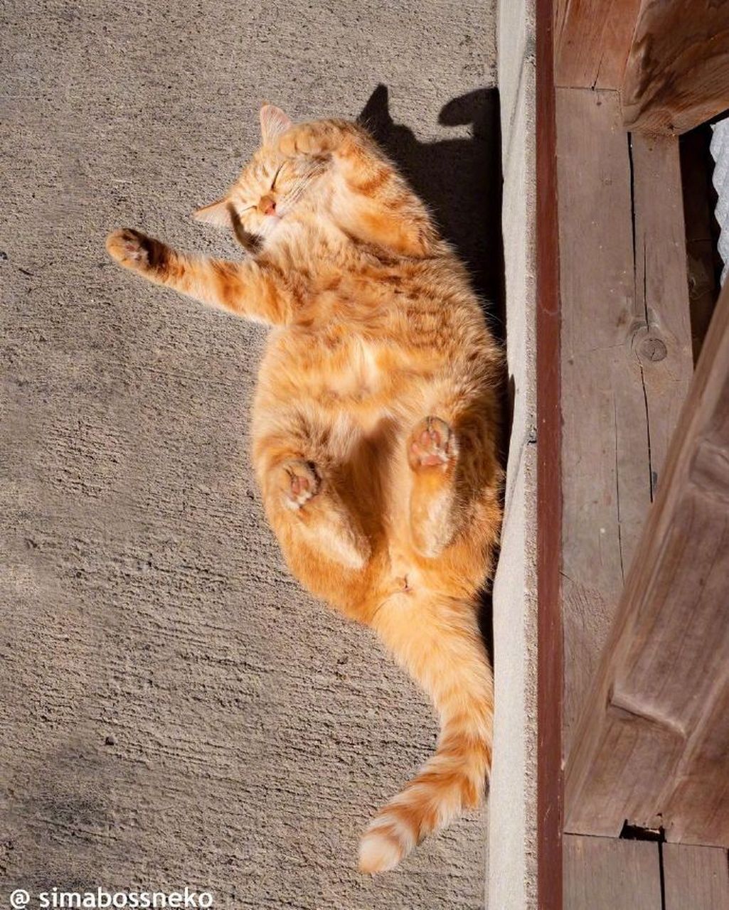 猫咪晒太阳,表情好幸福与