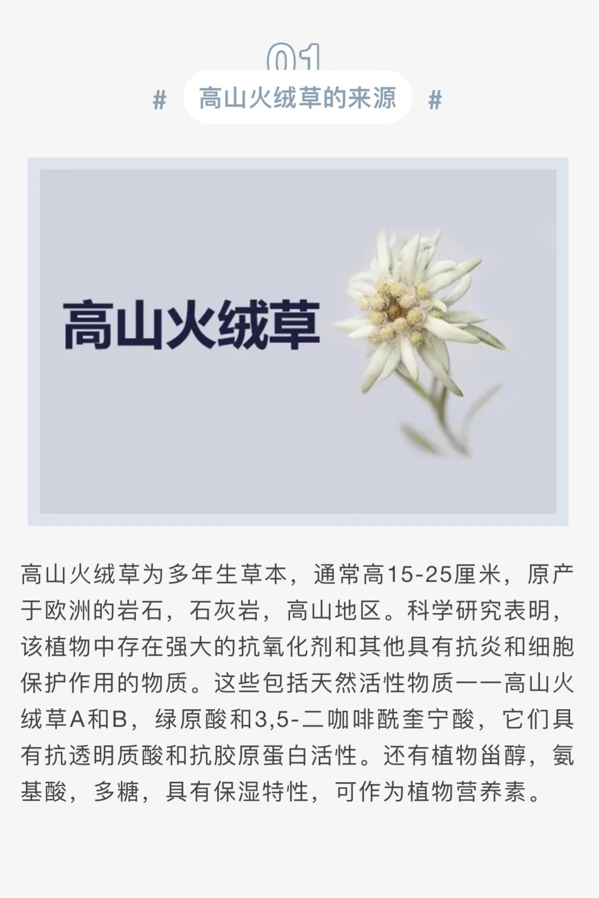 火绒草图片和功效图片